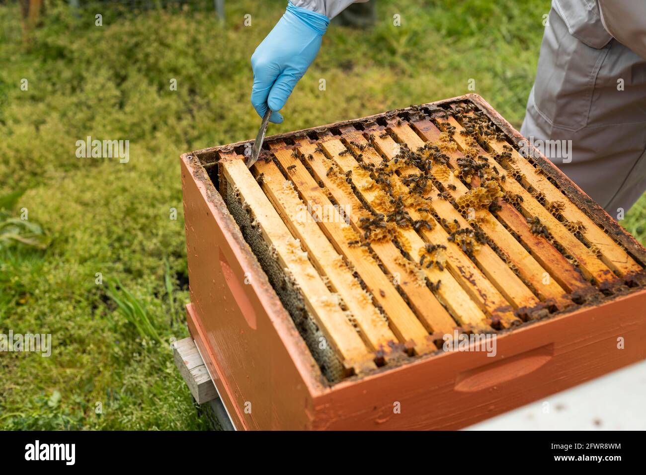 View of a brood box in a bee hive, looking at a bee brood frame, beekeeping session teaching apiary, inspecting a hive Stock Photo