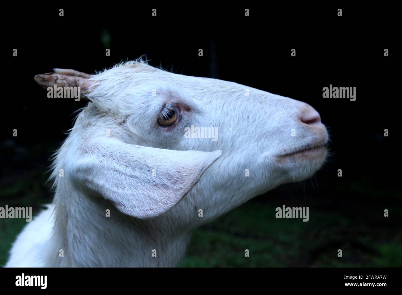 A goat poses for the camera Stock Photo Alamy
