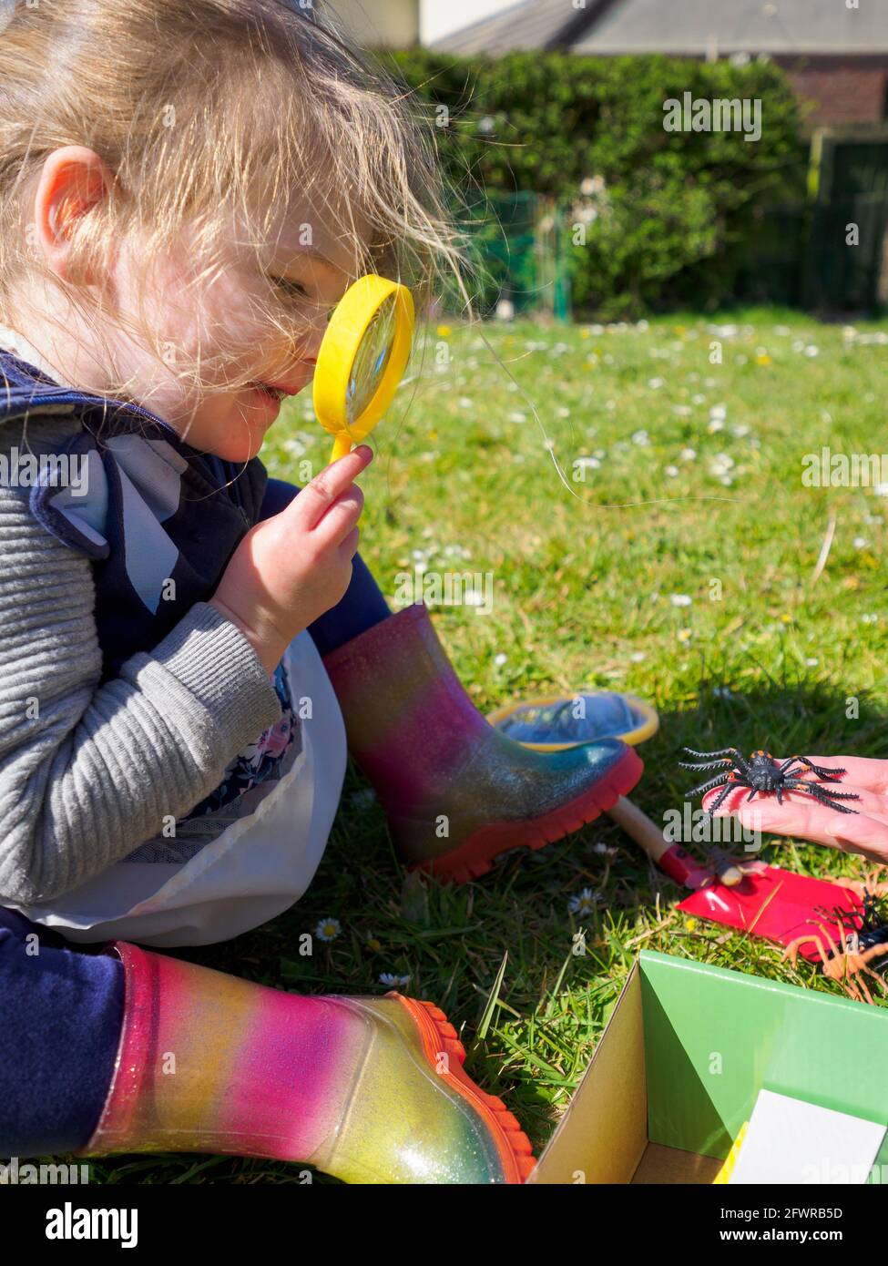Toddler looking through a magnifying glass at a toy spider. UK Stock Photo