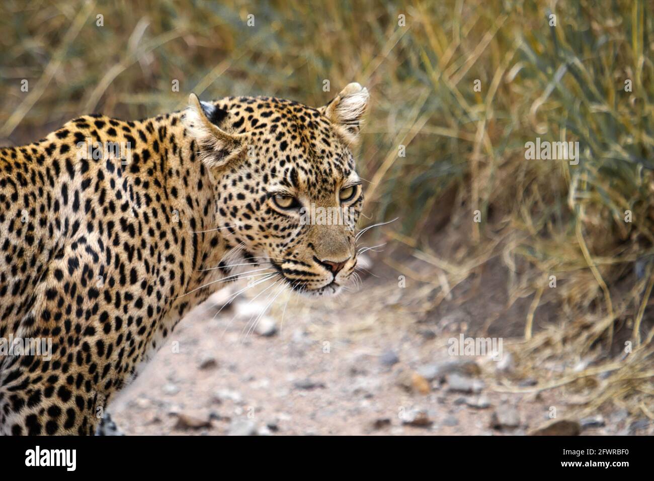 A single leopard facing right close up on safari in Africa. Stock Photo