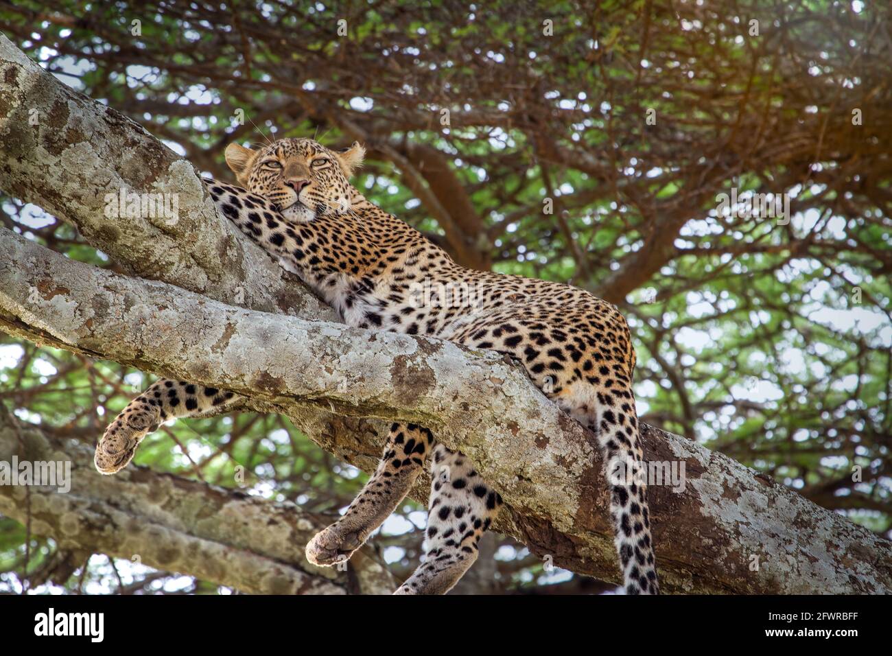 A single leopard laying in a tree in Africa. Stock Photo