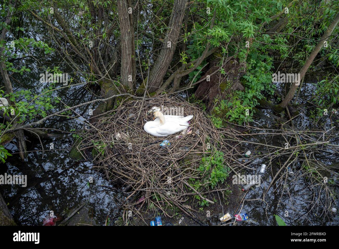 Litter in birds nest hires stock photography and images Alamy