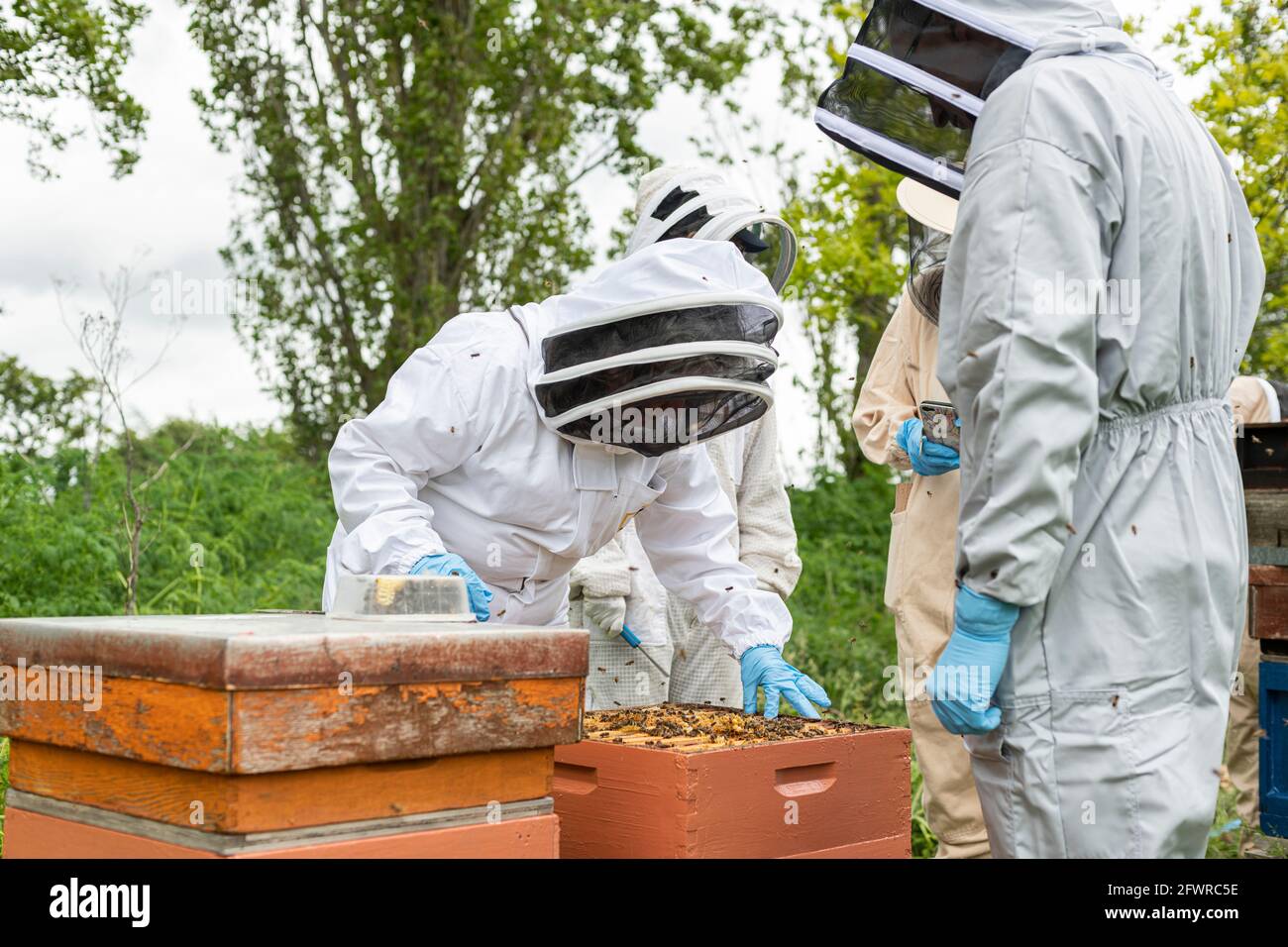 Four Beekeepers inspecting a hive, looking at a brood frame, beekeeping session teaching apiary, Beekeepers in bee suits, bee keeping training, Stock Photo