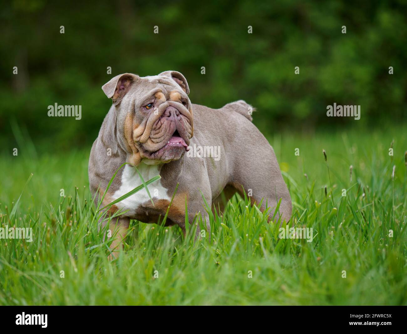 Blue english bulldog hi-res stock photography and images - Alamy