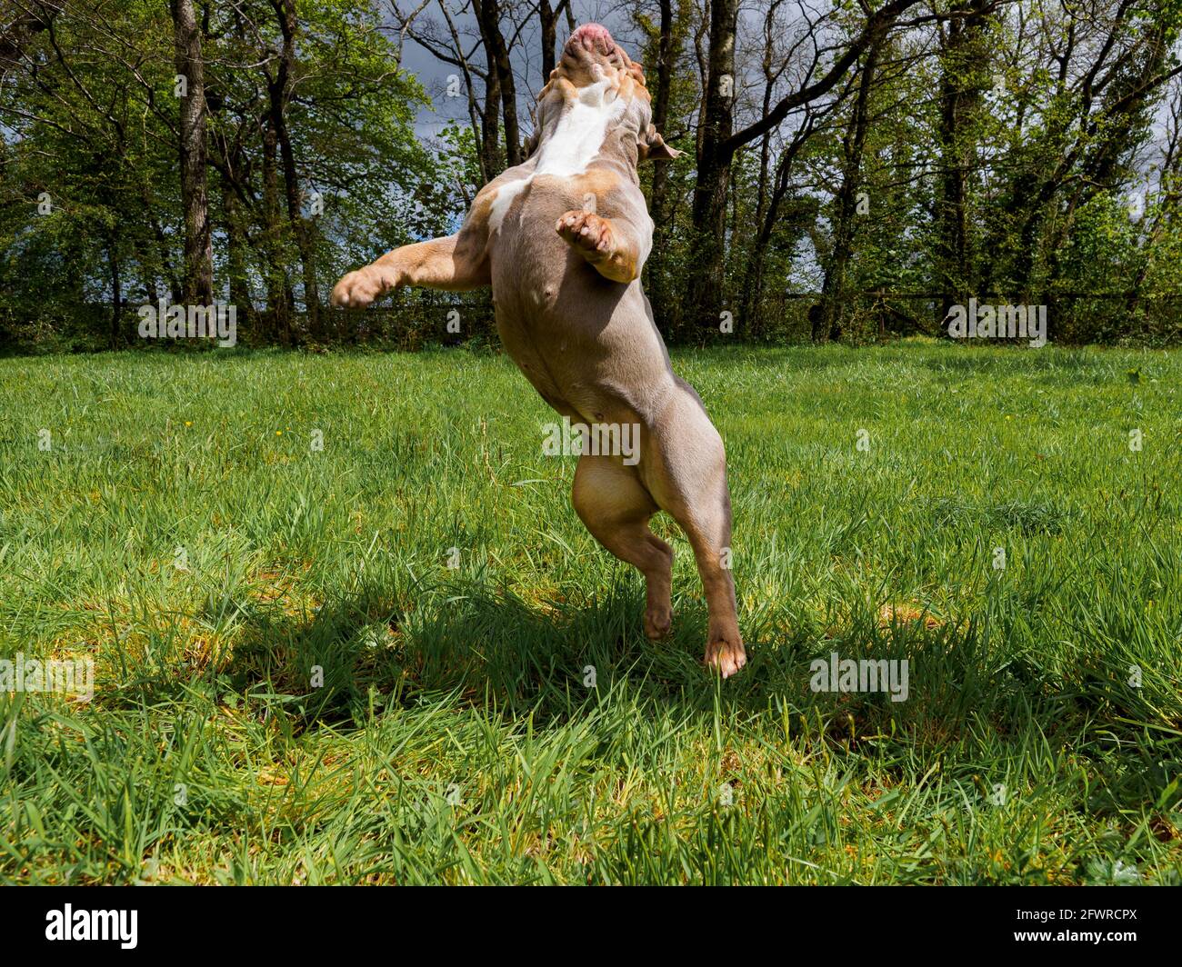 British Bulldog jumping in the air, UK Stock Photo