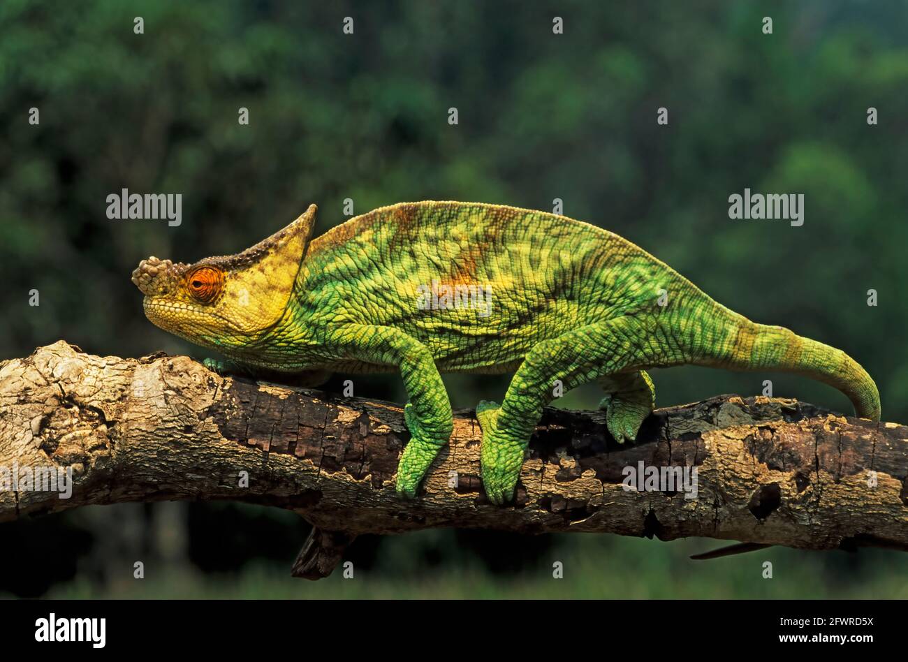 Parson's Chameleon Calumma parsoni Madagascar RE000121 Stock Photo