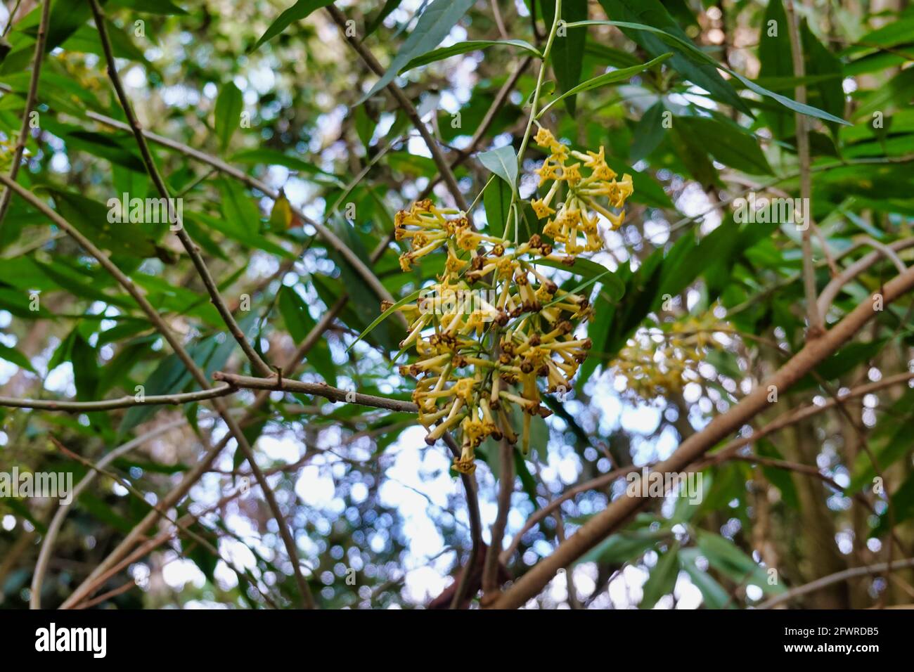 Low angle shot of Chilean jessamine on a tree branch Stock Photo