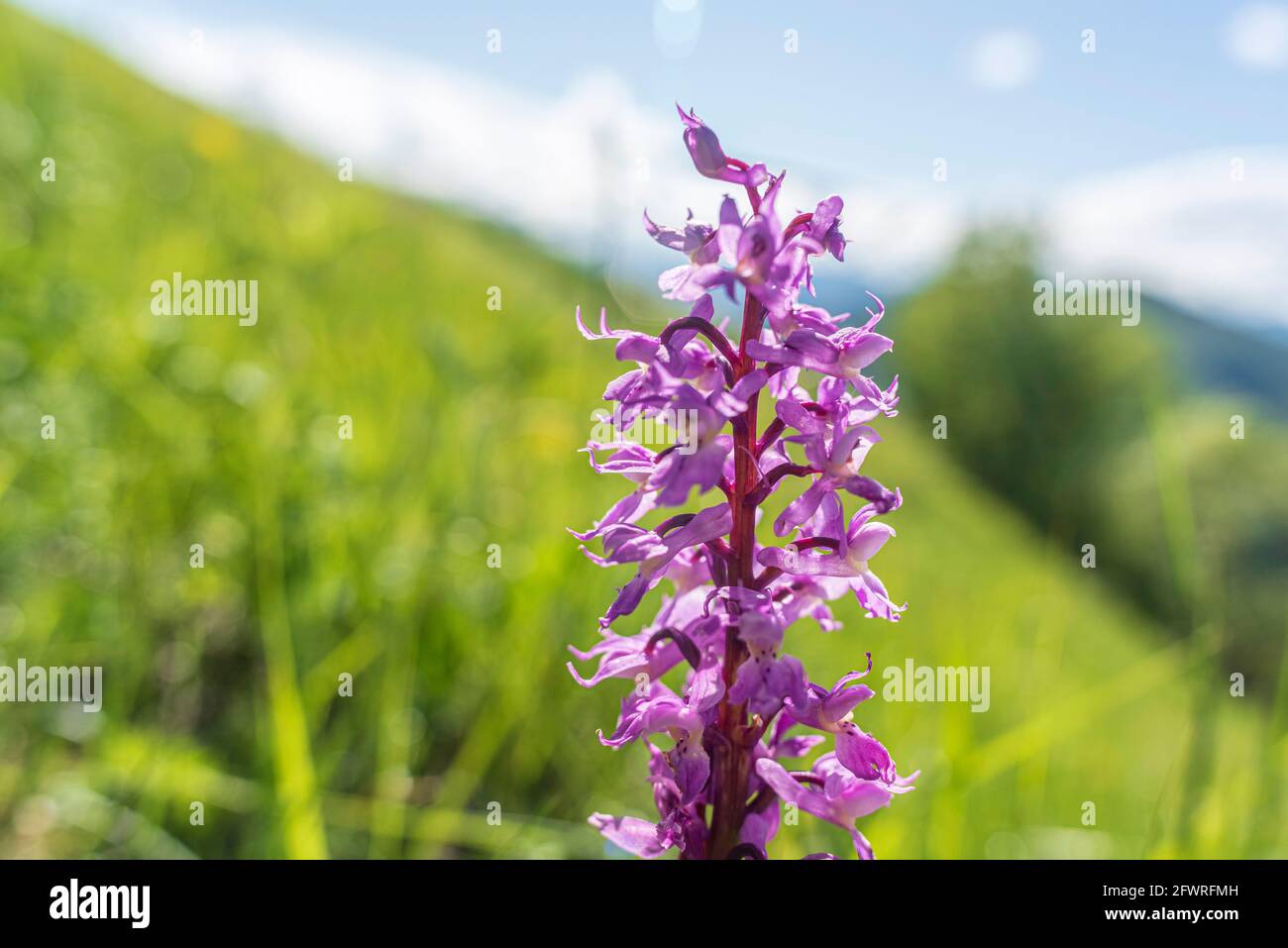 Corydalis cava flowers on a meadow in the mountains of north east Italy. Stock Photo