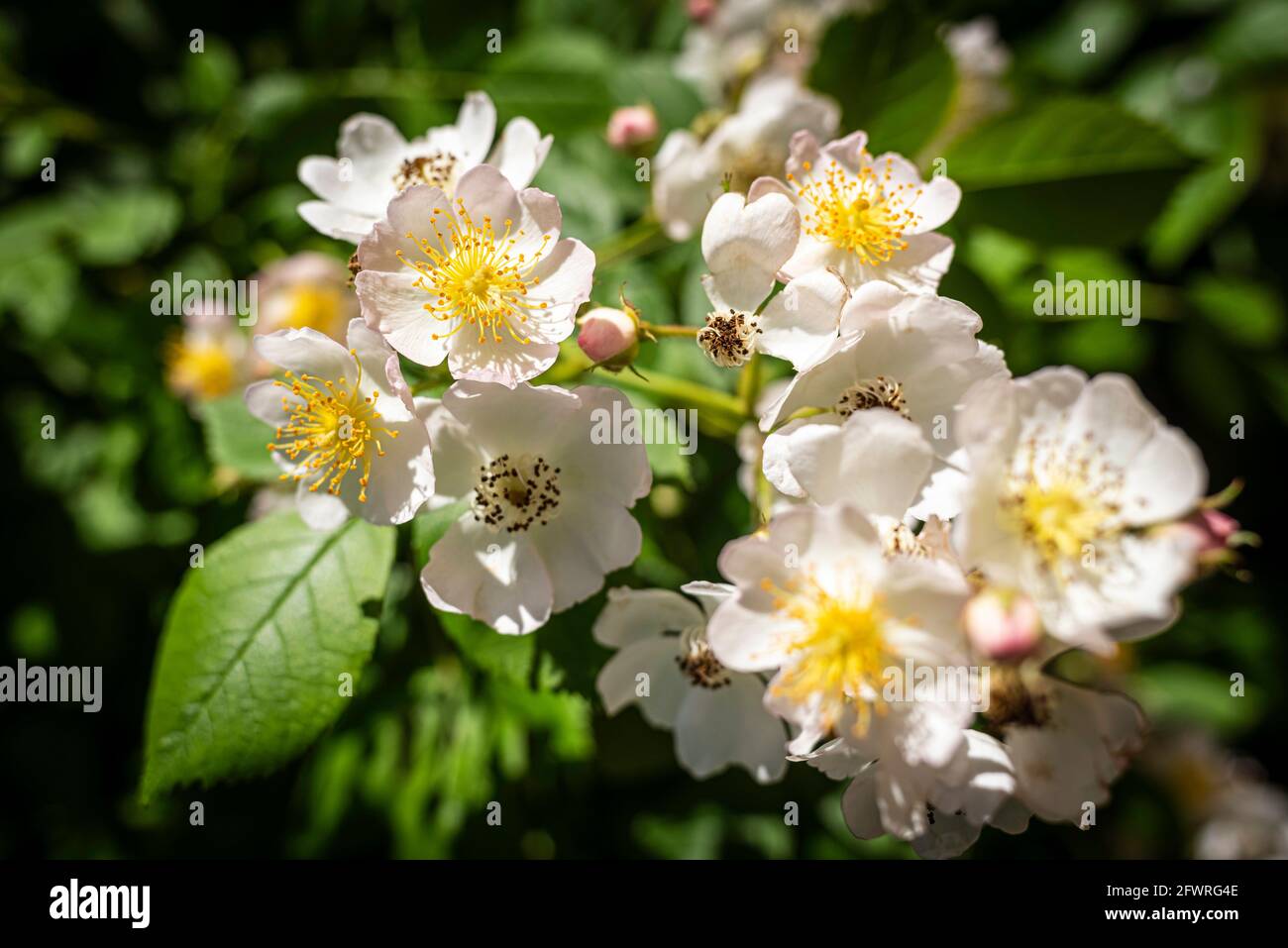 Delicate and small flowers and buds of Silky Rose in spring, botanical name is Rosa sericea. Stock Photo