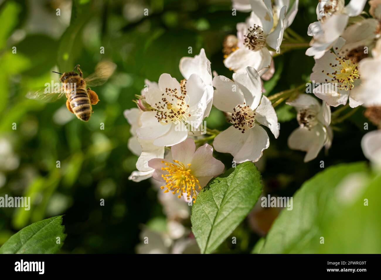 Honey bee flying away from Silky Rose flower during pollination. The bee has a lot of visible collected pollen on the legs. Stock Photo