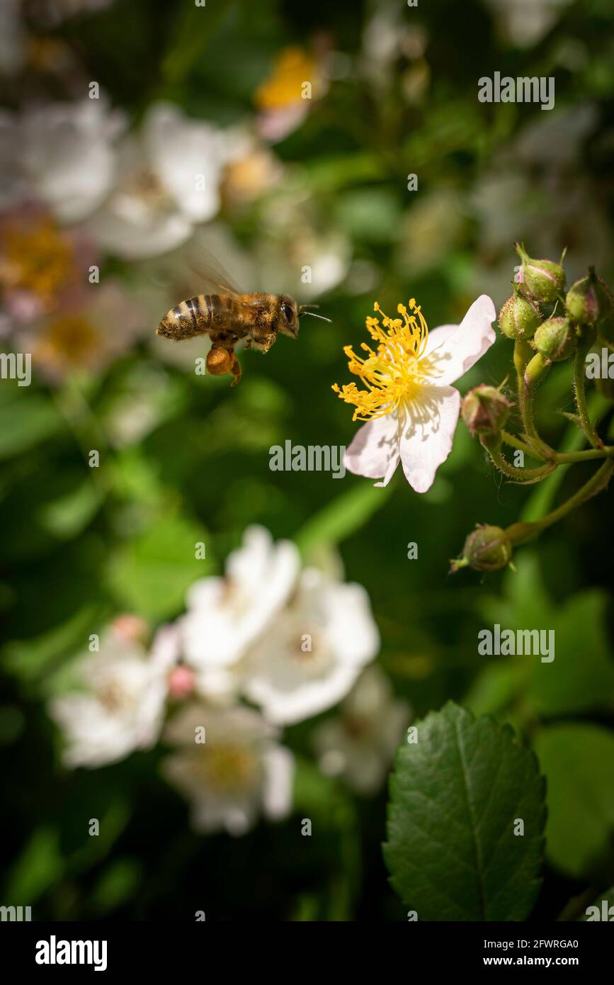 Honey bee flying closer to Silky Rose flower during pollination. The bee has a lot of visible collected pollen on the legs. Stock Photo