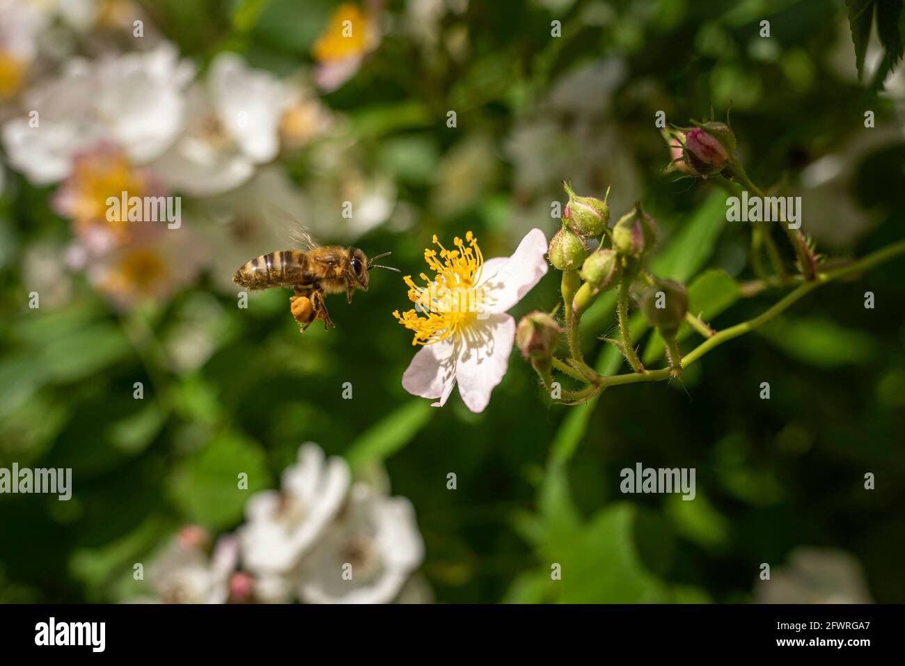 Honey bee flying closer to Silky Rose flower during pollination. The bee has a lot of visible collected pollen on the legs. Stock Photo