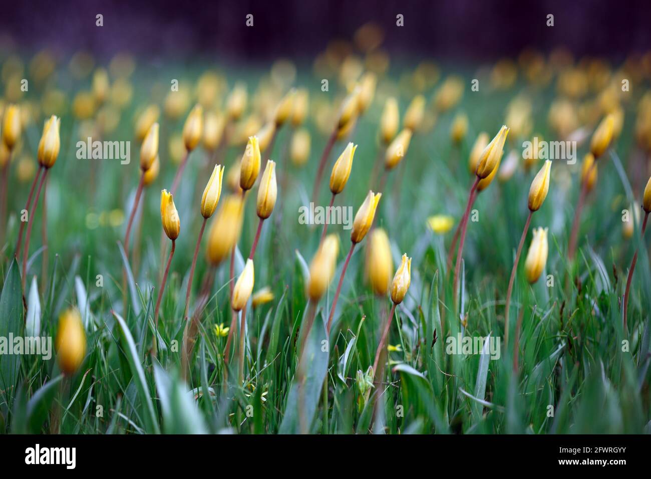 beautiful wild yellow tulips on the meadow. Tulipa quercetorum Stock Photo