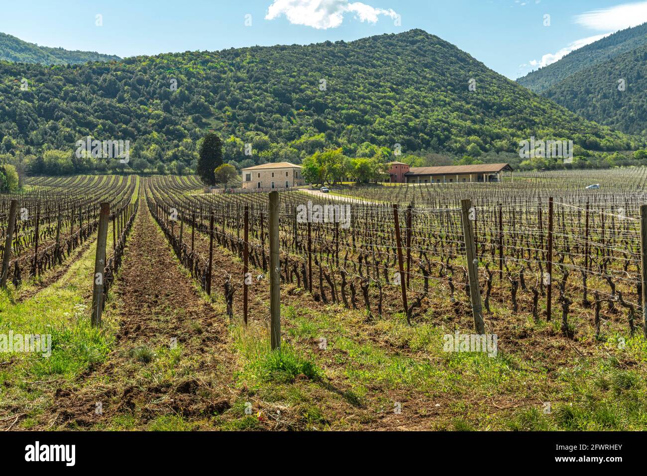 rows of an Abruzzo vineyard ready for a new production cycle. Abruzzo, Italy, Europe Stock Photo