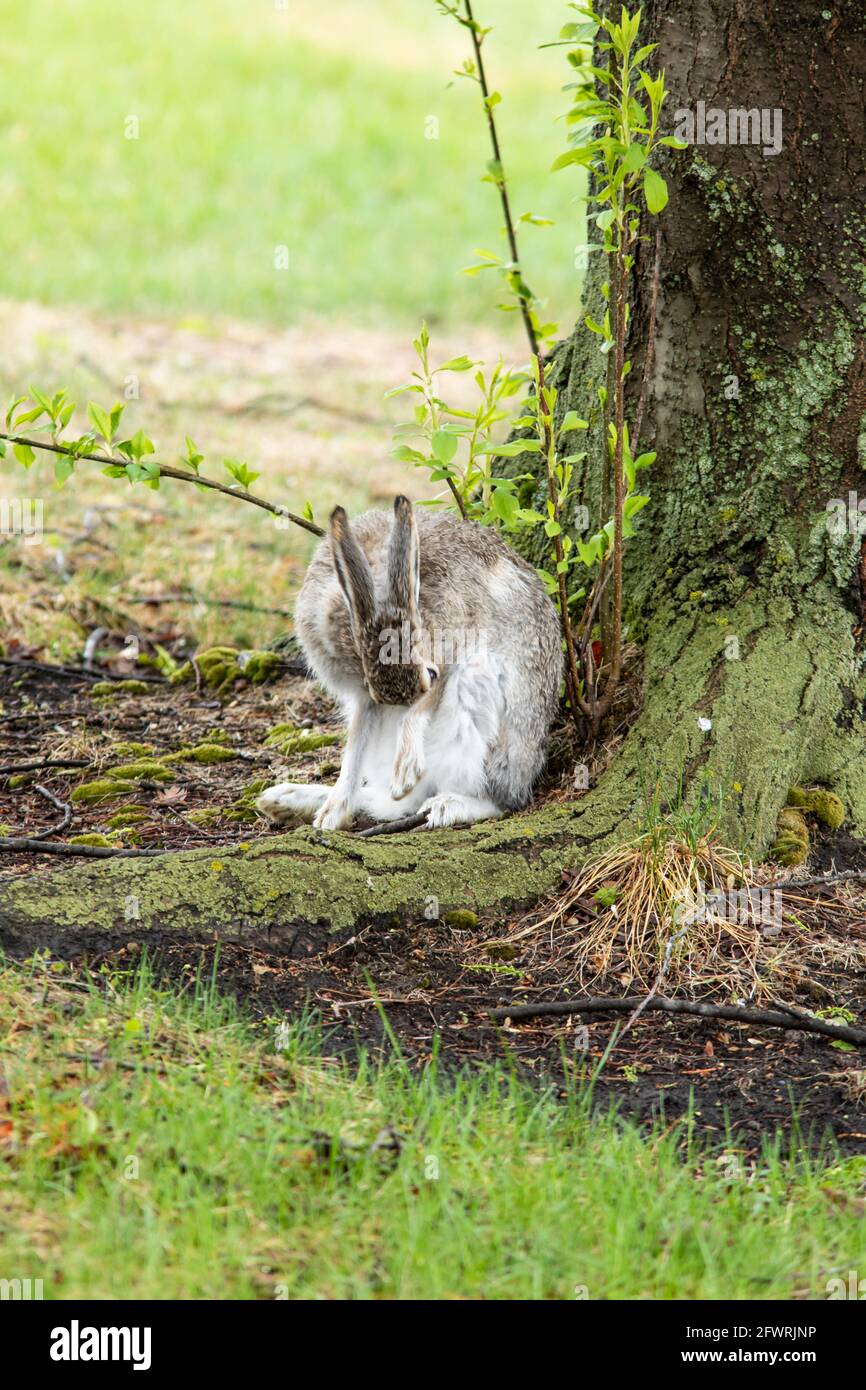 White Tailed Jackrabbit Stock Photo Alamy