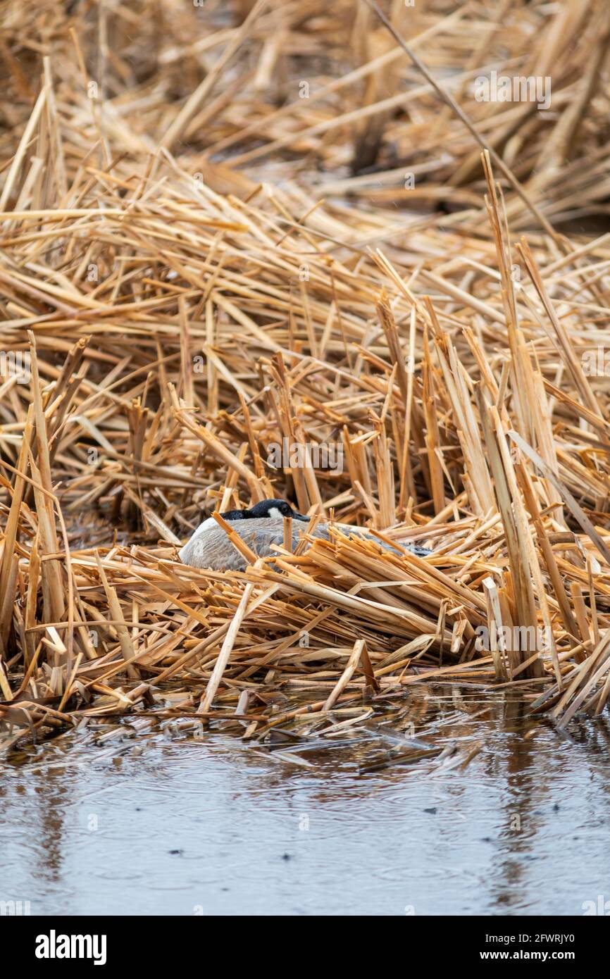 Canada goose branta canadensis brooding on the nest hi-res stock ...
