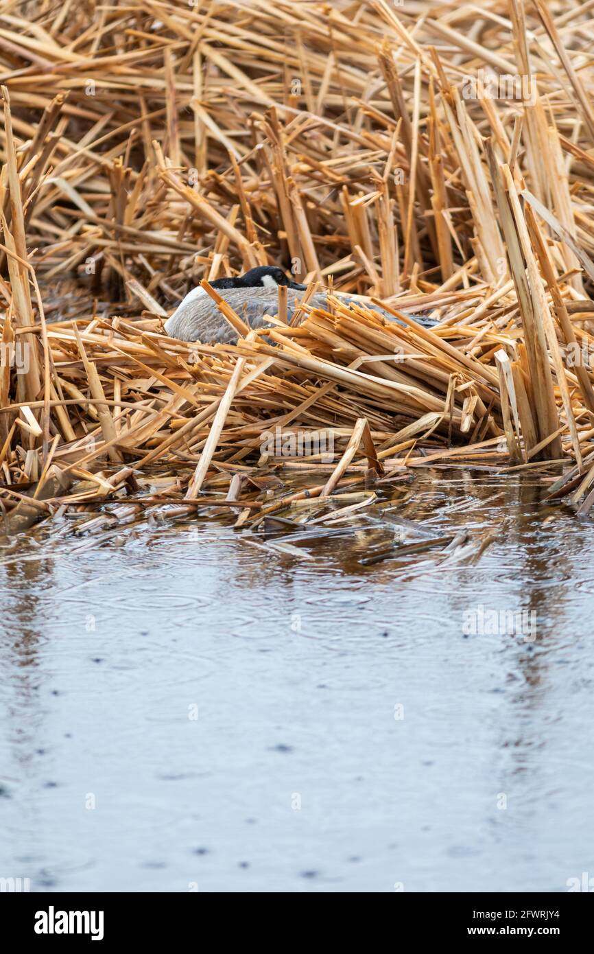 Canada goose branta canadensis brooding on the nest hi-res stock ...