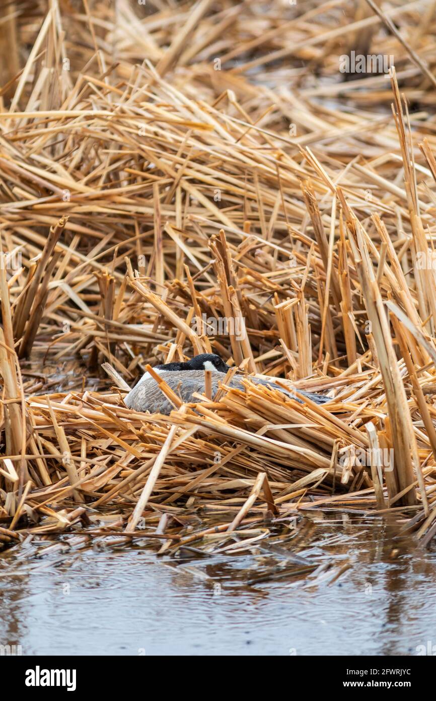 Canada goose branta canadensis brooding on the nest hi-res stock ...