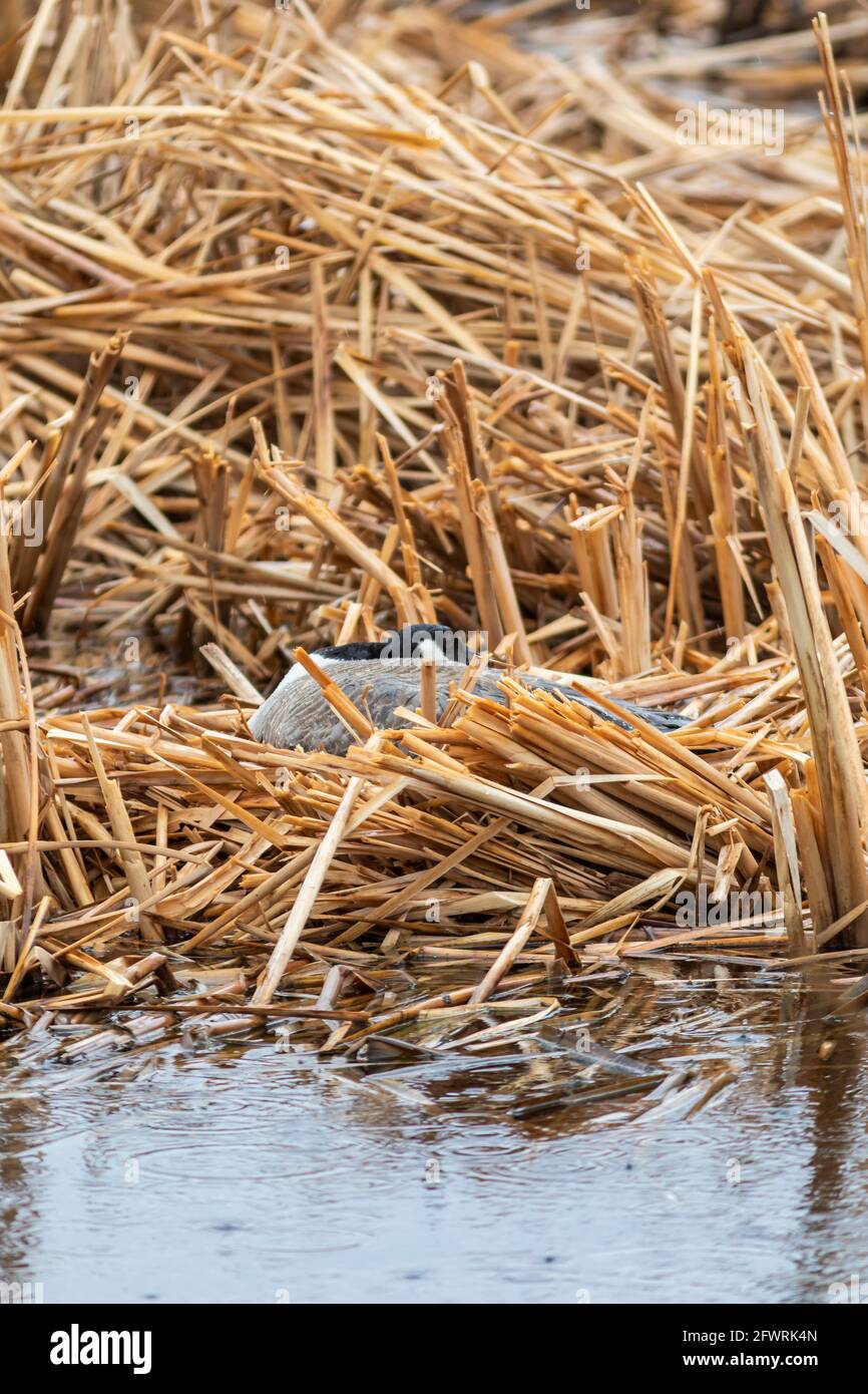 Canada goose branta canadensis brooding on the nest hi-res stock ...