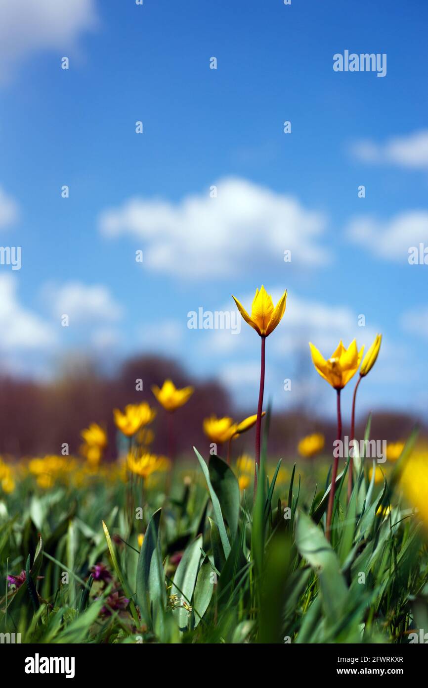 beautiful wild yellow tulips on the meadow. Tulipa quercetorum Stock Photo