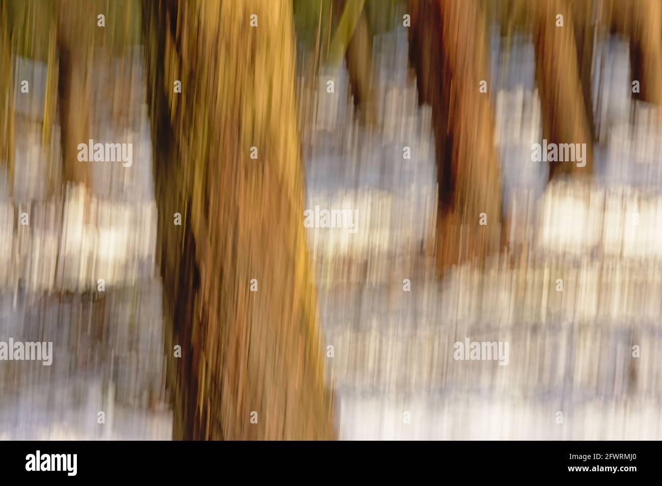 Abstract nature motion blurred background through intentional camera movement of tree trunks in the snow Stock Photo