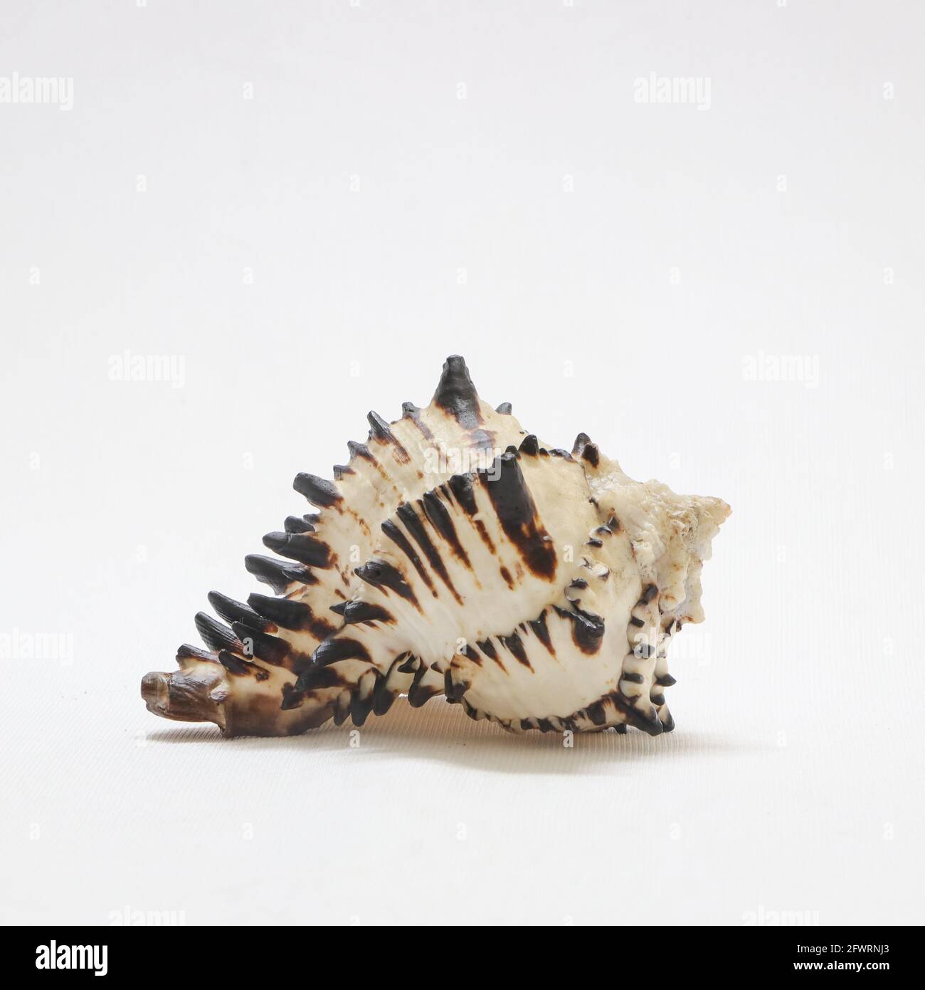 large beautiful majestic spiky conch sea shell isolated in a white background Stock Photo