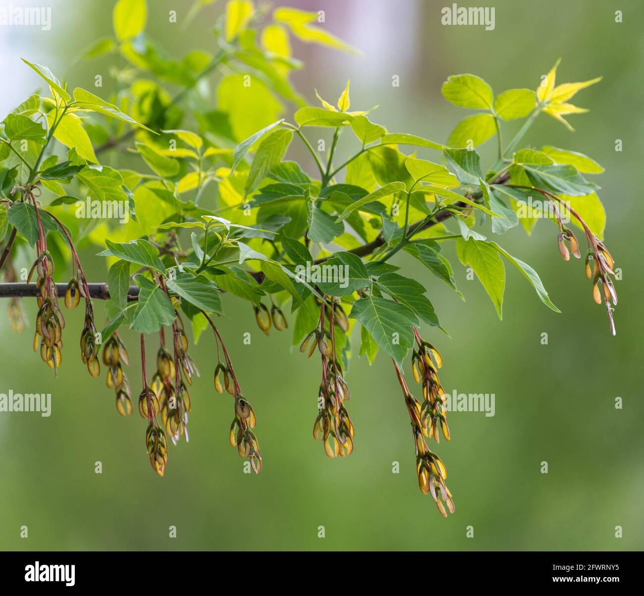 Ash-leaved maple twig with young spring leaves Stock Photo