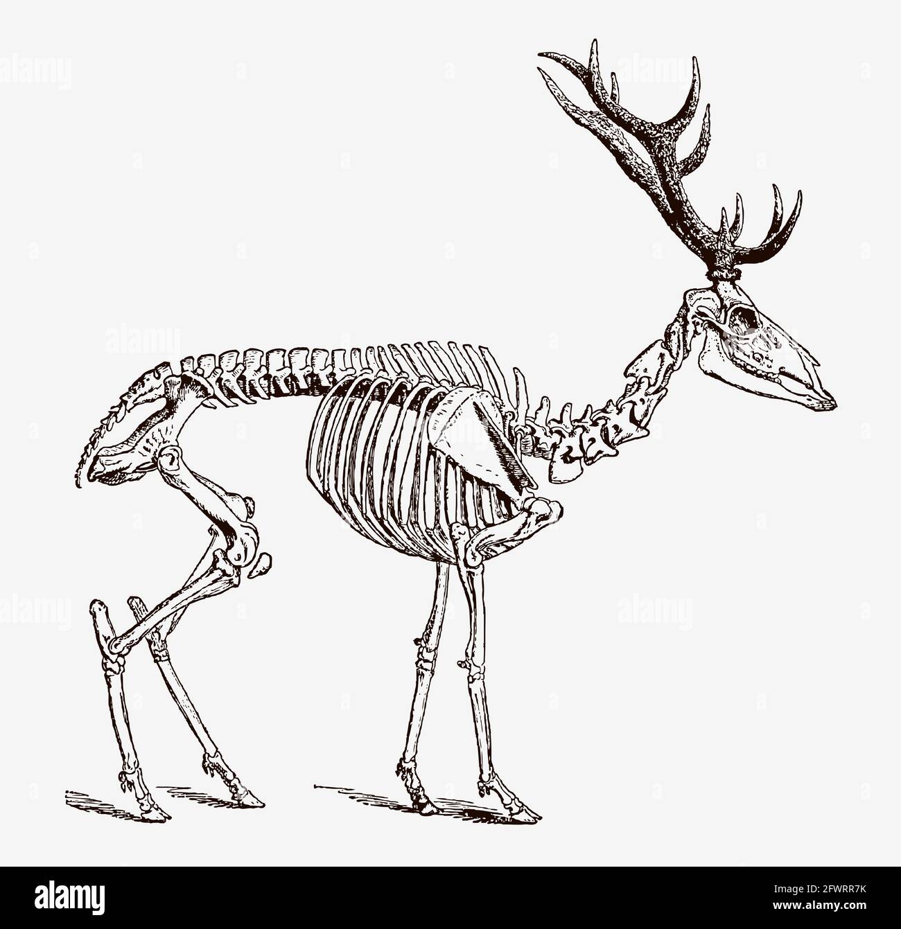 Skeleton of male red deer in profile view, after antique engraving from the 19th century Stock Vector