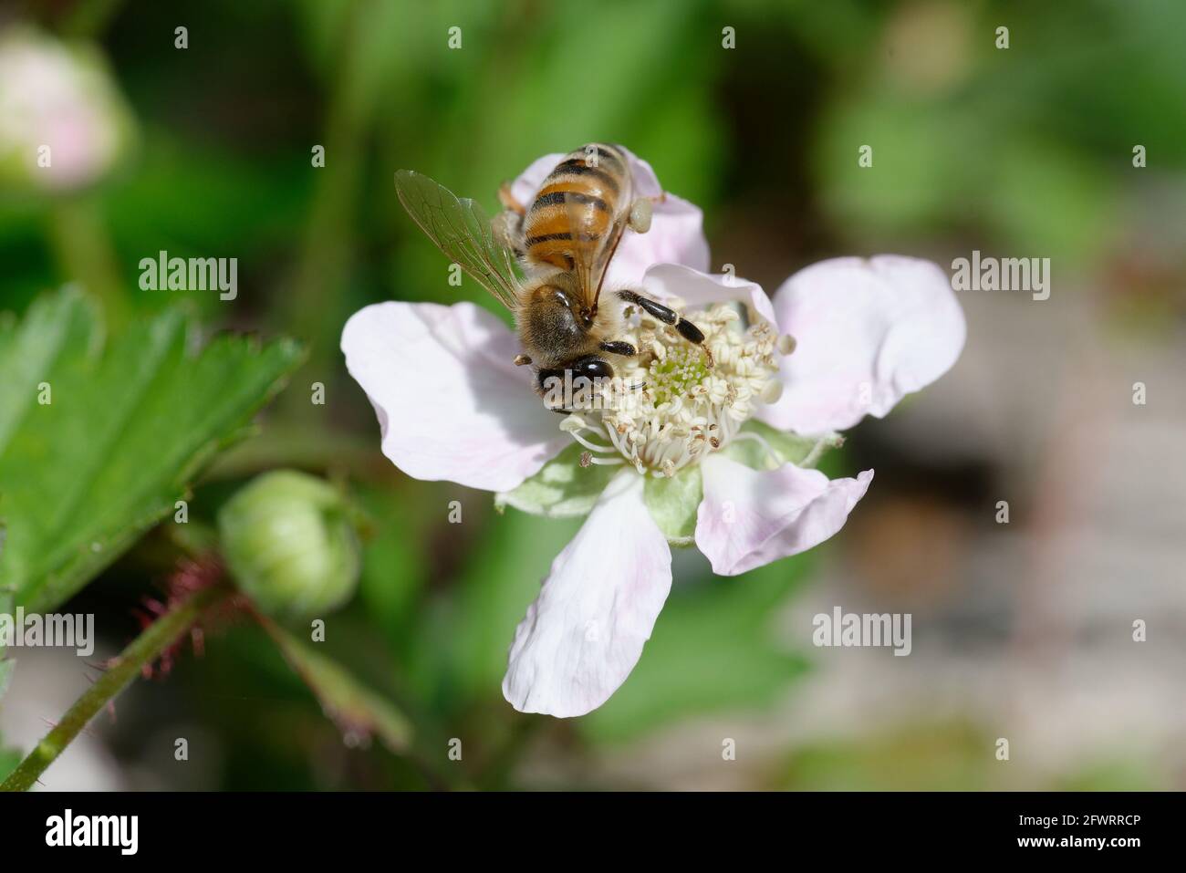 Dewberry with bee Stock Photo