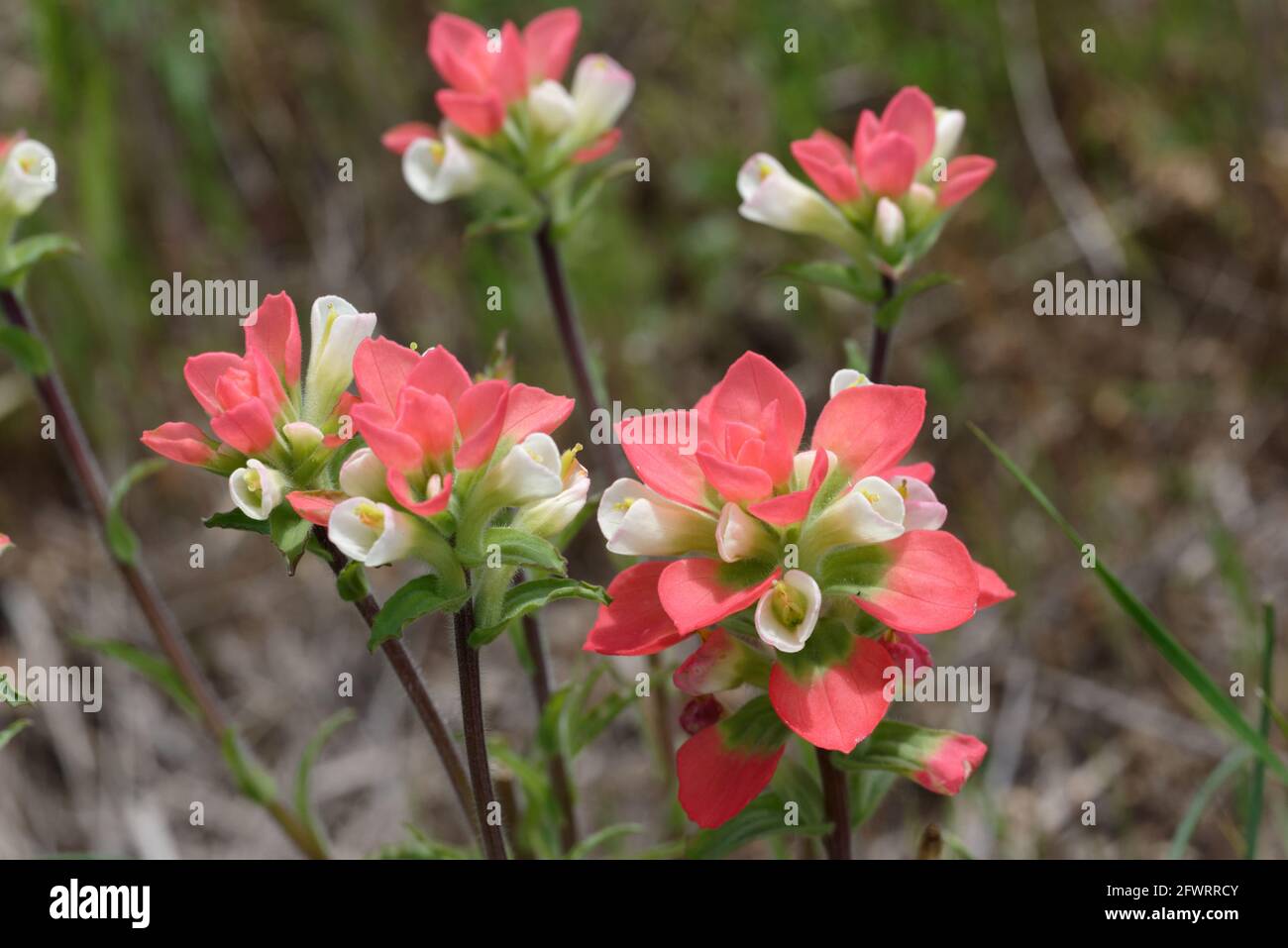 Texas Indian Paintbrush Stock Photo Alamy