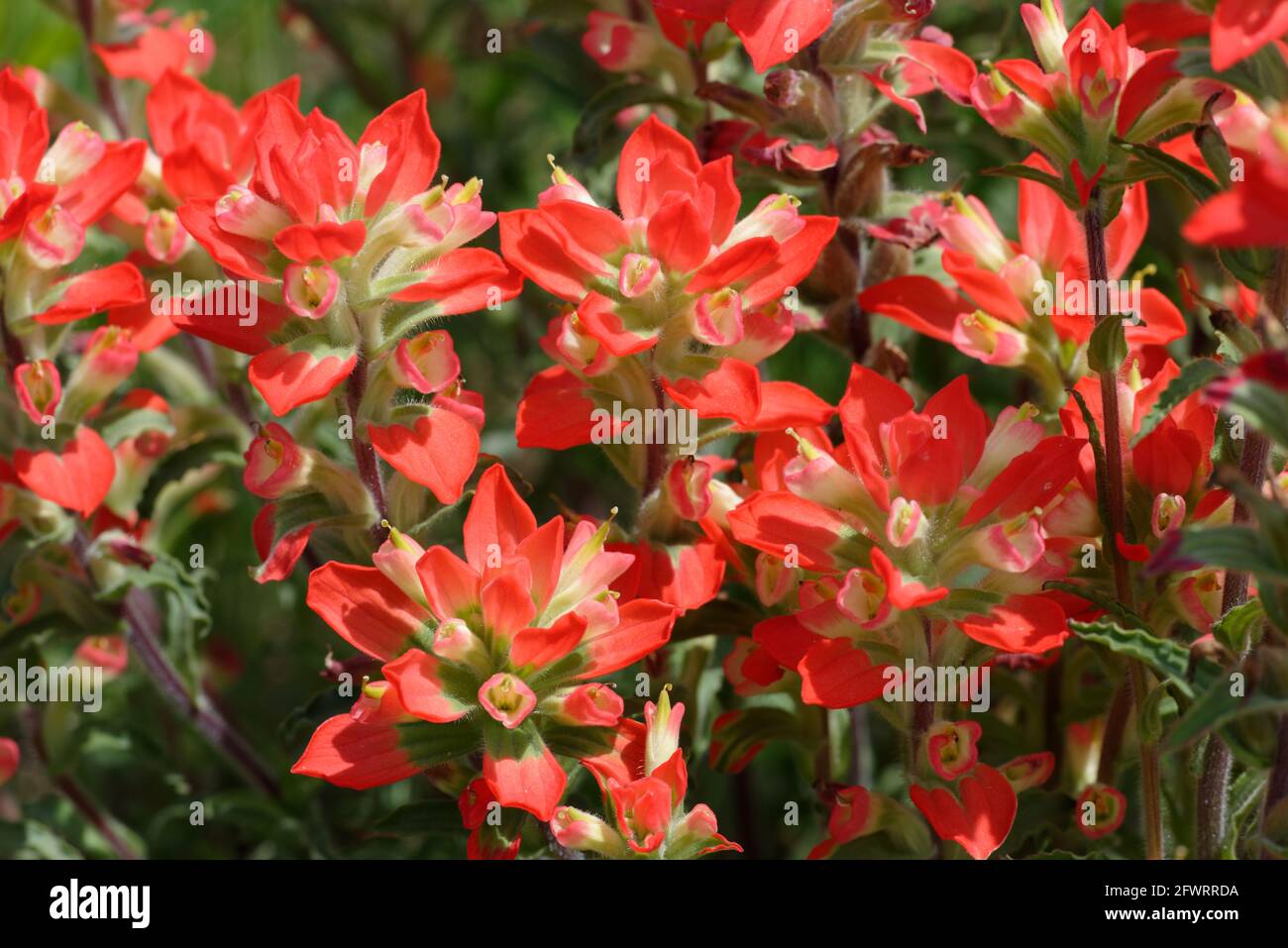 Texas Indian Paintbrush Stock Photo Alamy