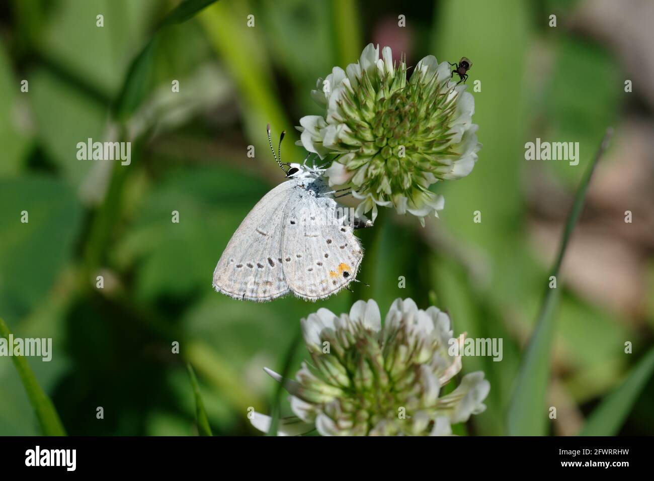 Eastern Tailed-Blue Stock Photo