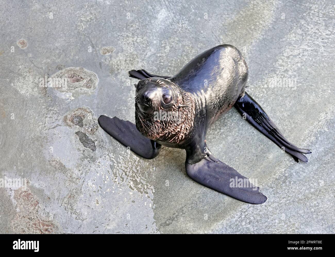 Portrait of a California fur seal, also called a northern fur seal,  Callorhinus ursinus, a marine mammal found mainly in the Pacific Ocean. Fur  seals don't have blubber; instead, they have very