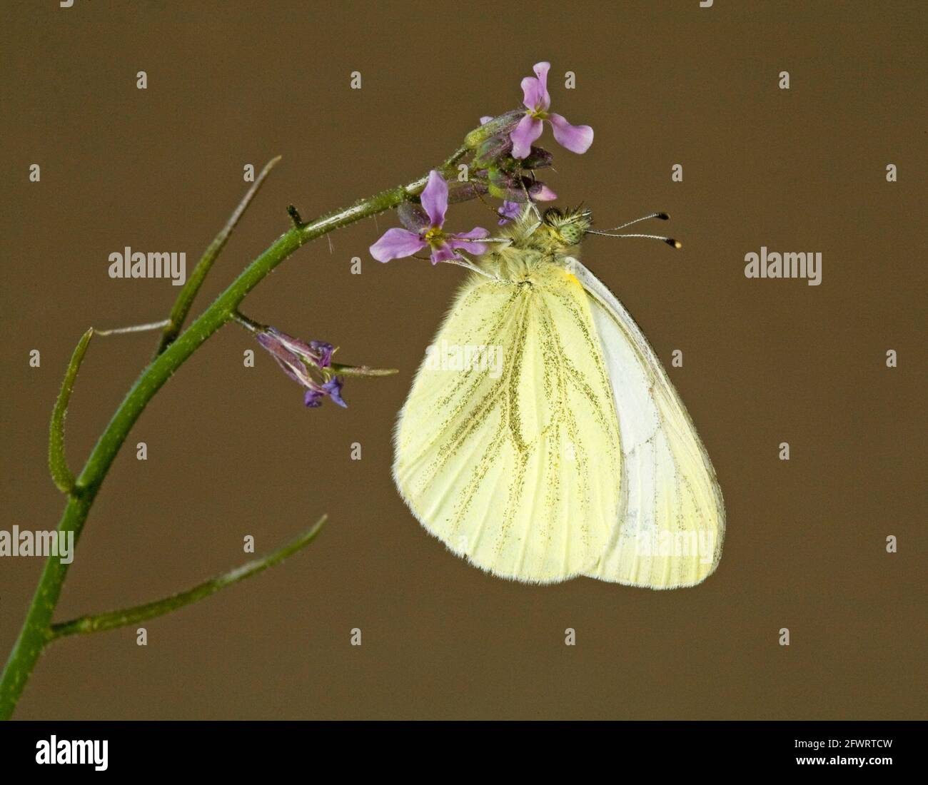 Portrait of a Margined White butterfly,  Pieris marginalis, found in the American West and western Canada. Stock Photo