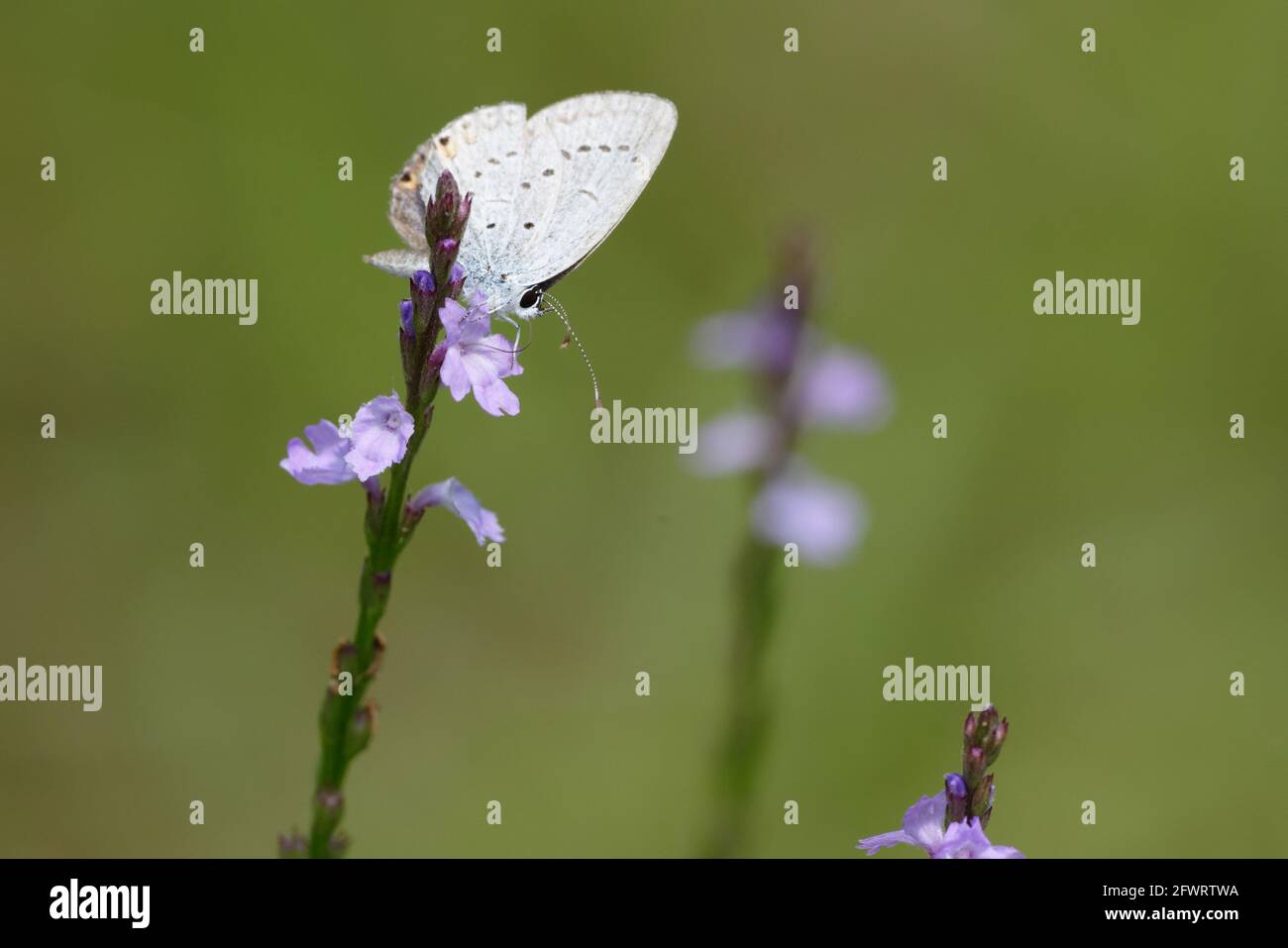 Eastern Tailed-Blue Stock Photo