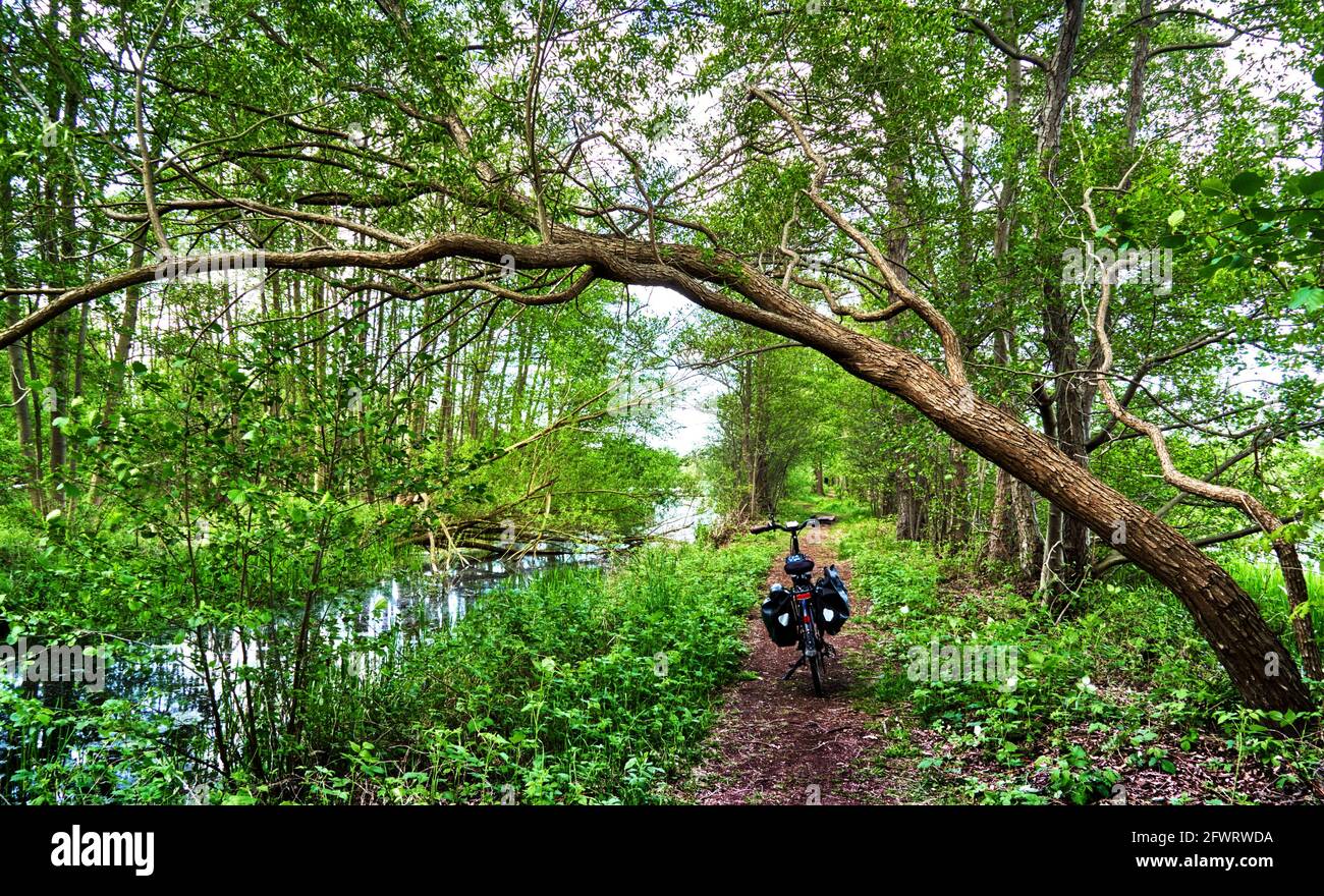 Single trail for a bike ride in Viehmoor near Leiferde, Gifhorn, with a stream and an arch made of a tree with green leaves Stock Photo