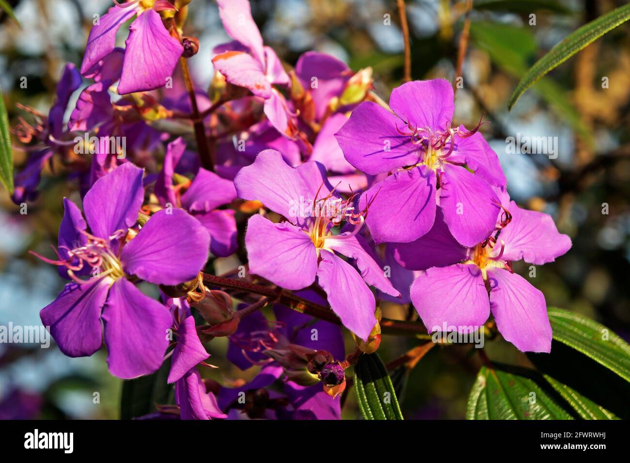 Purple princess flowers (Tibouchina granulosa) Stock Photo