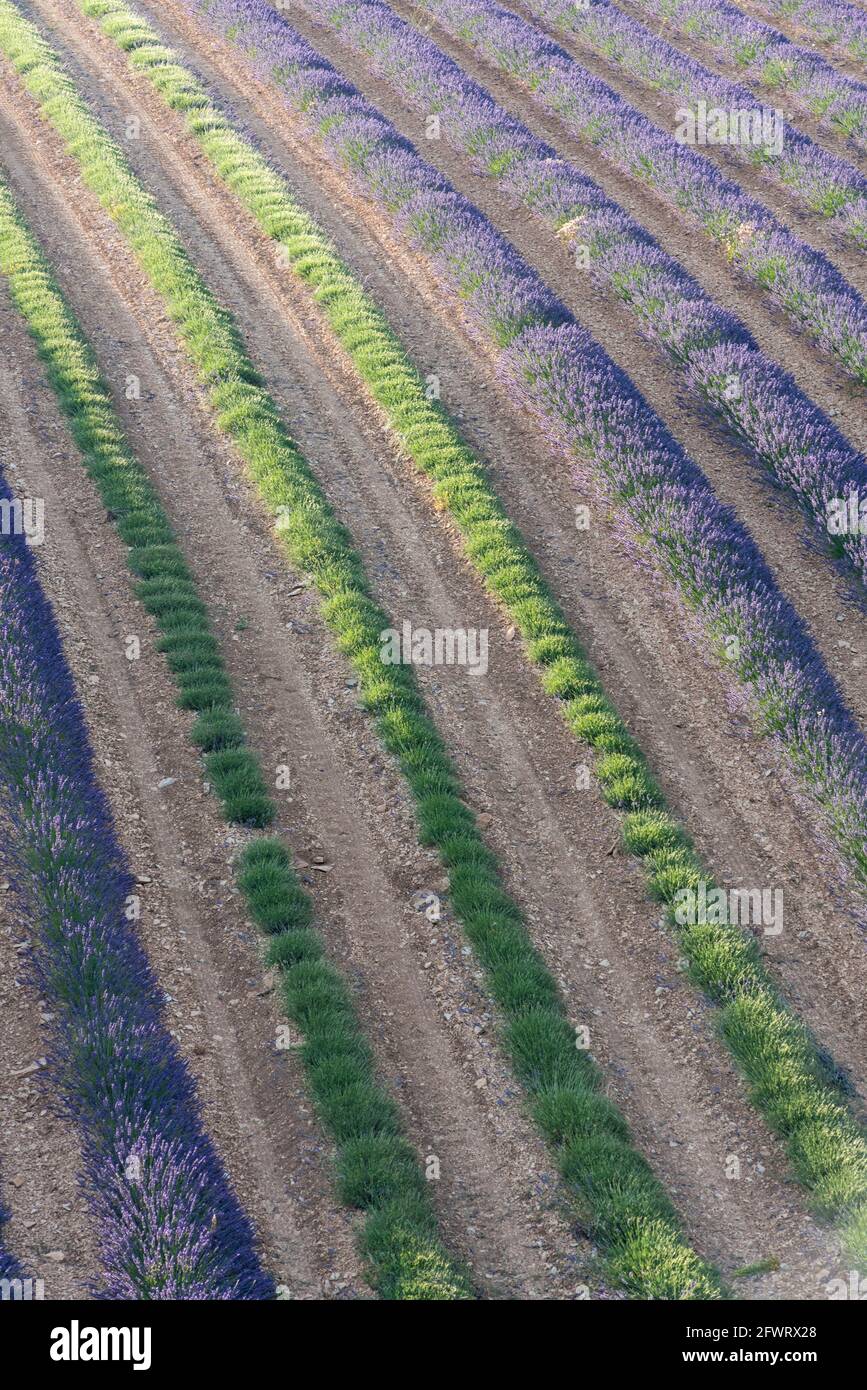 Rows of green and purple lavender at sunrise Stock Photo