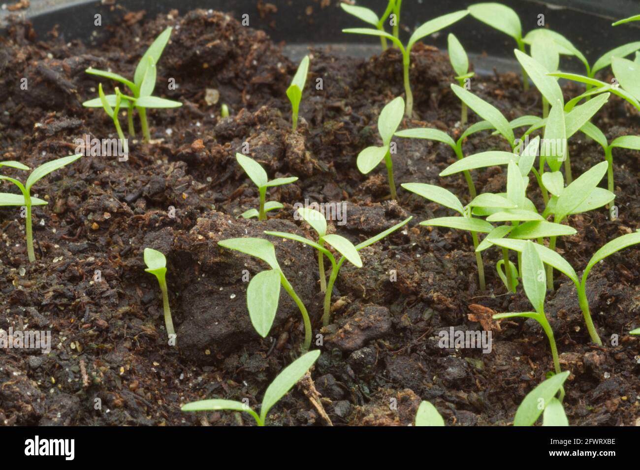 Petroselinum crispum, Giant of Italy parsley seedlings germinating