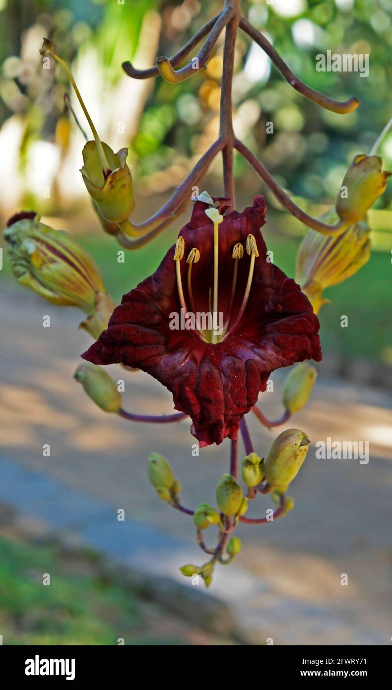 What Is A Sausage Tree? Facts About Fruit, Benefits More