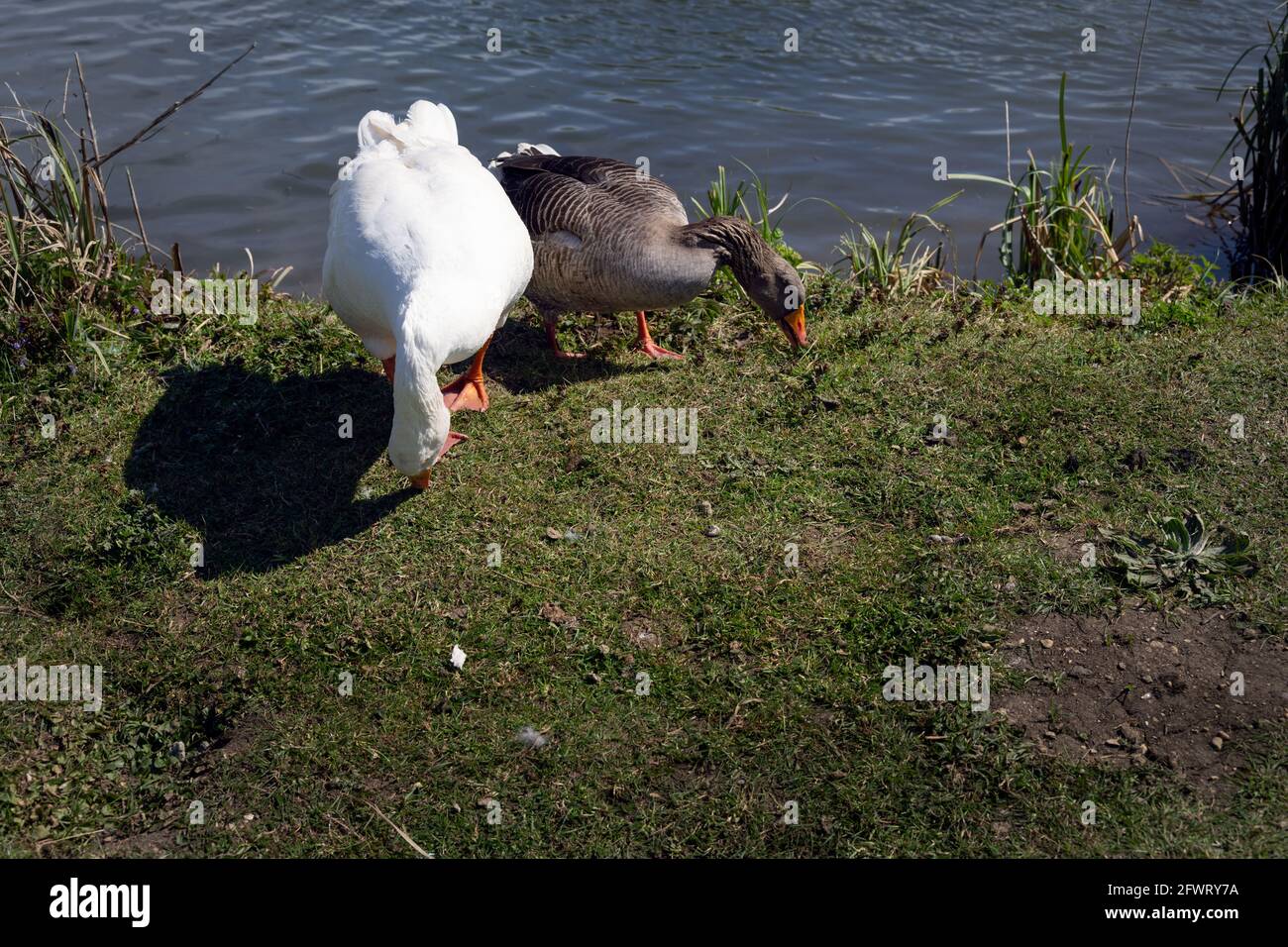 Two geese, one white and the other brown, grazing on the bank of the river Thames, England Stock Photo
