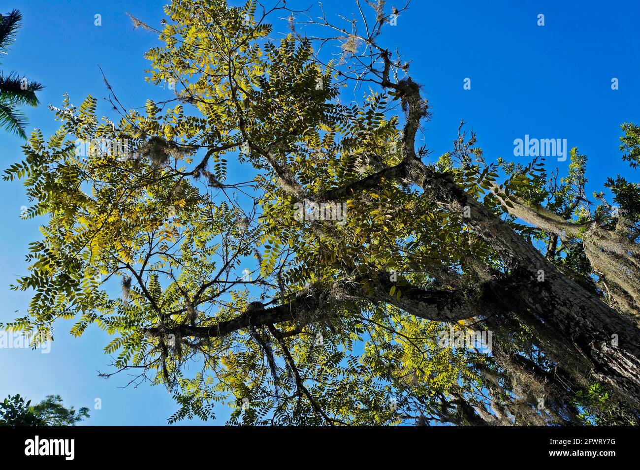 Spanish cedar or Cuban cedar (Cedrela odorata) Stock Photo