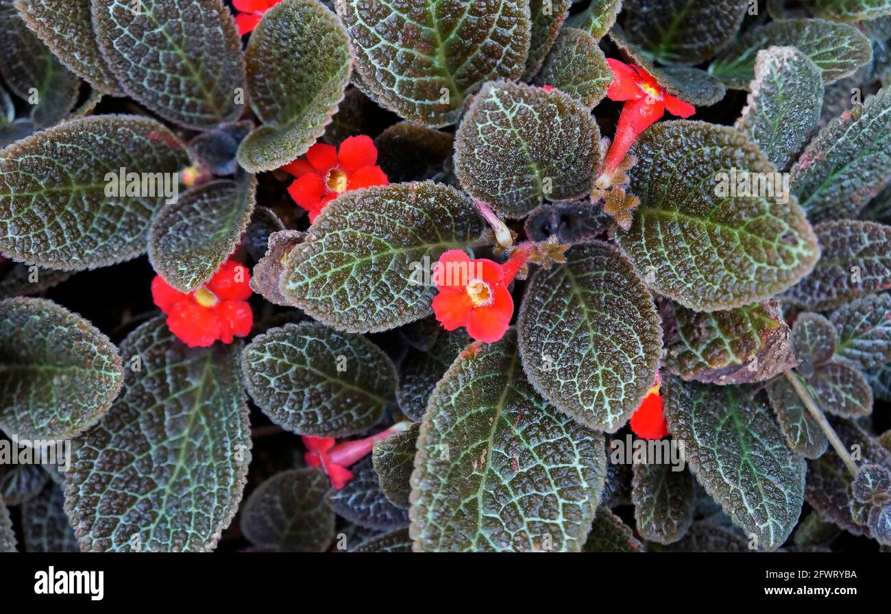 Flame violet flowers (Episcia cupreata) on garden Stock Photo