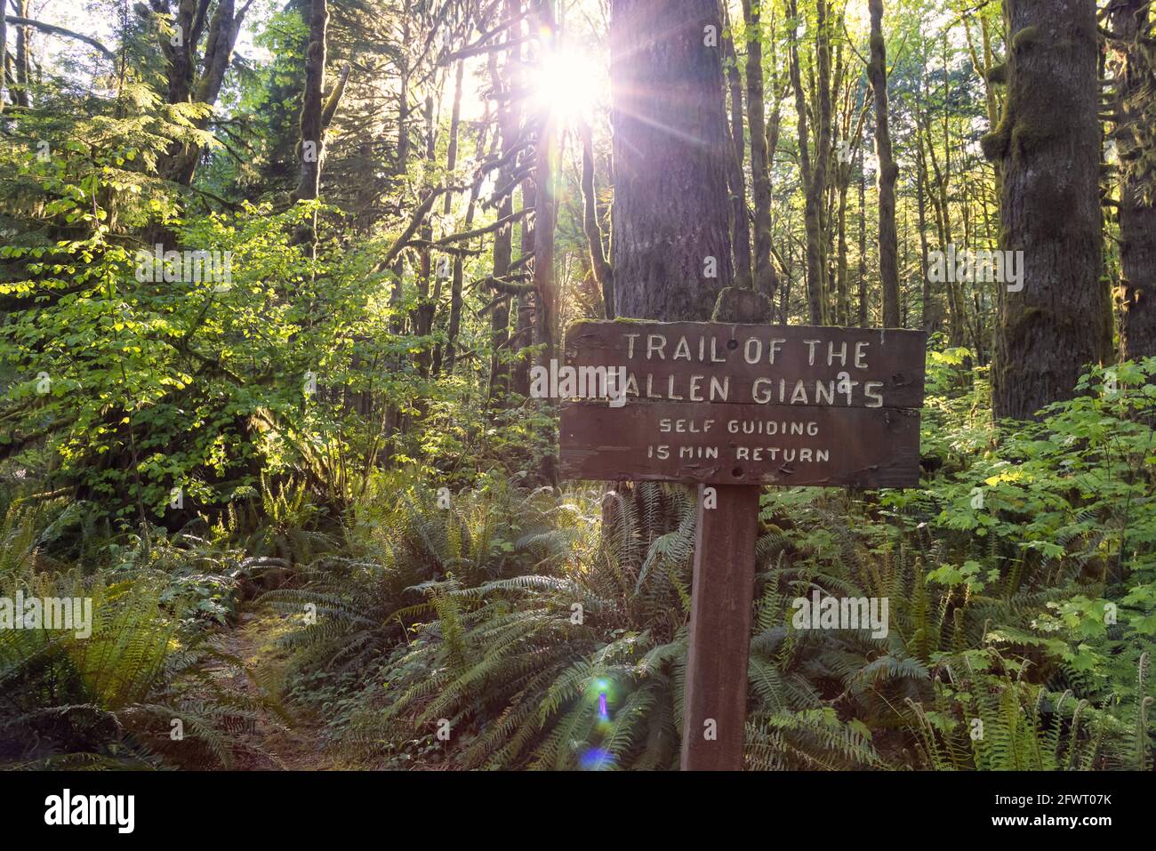 Canadian Rain Forest. Trail Signage around Fresh Green Trees Stock ...