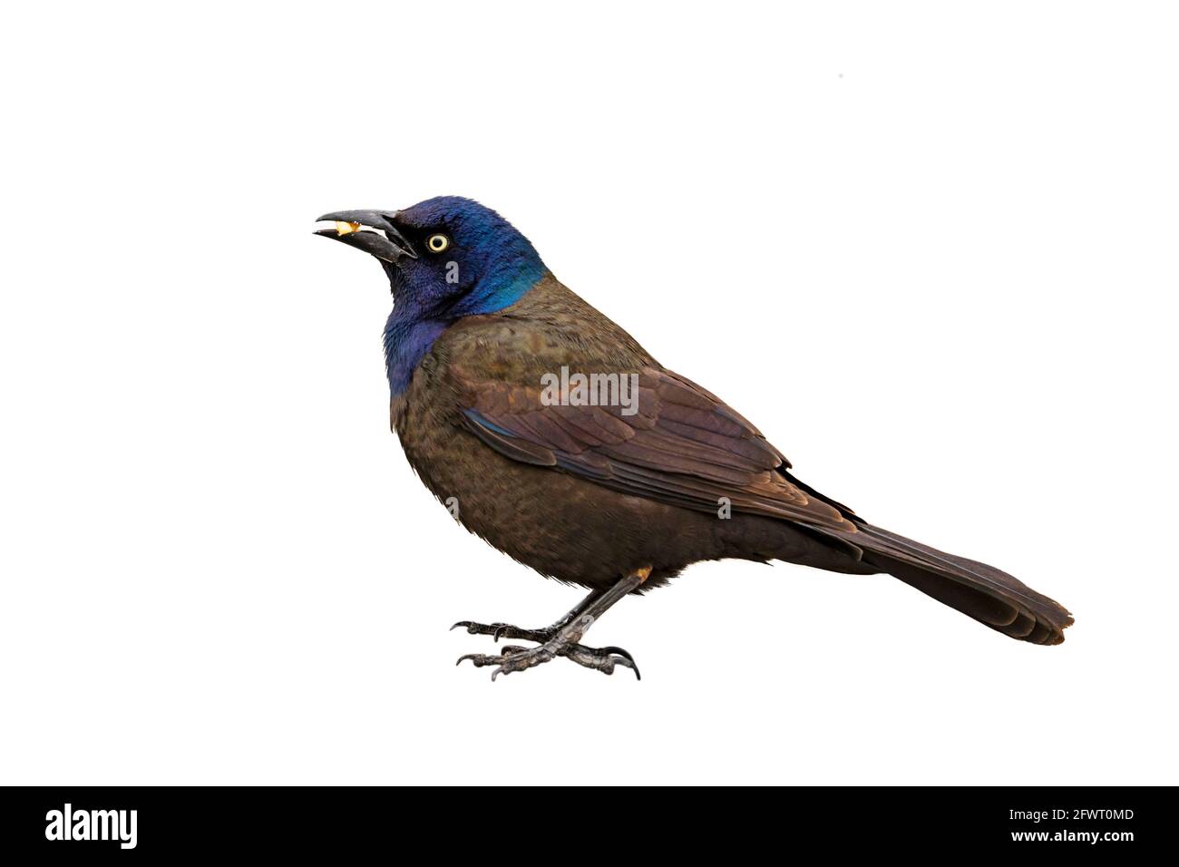 Common Grackle bird Cut out, on a White Background (Quiscalus quiscula), Adult Bird Stock Photo