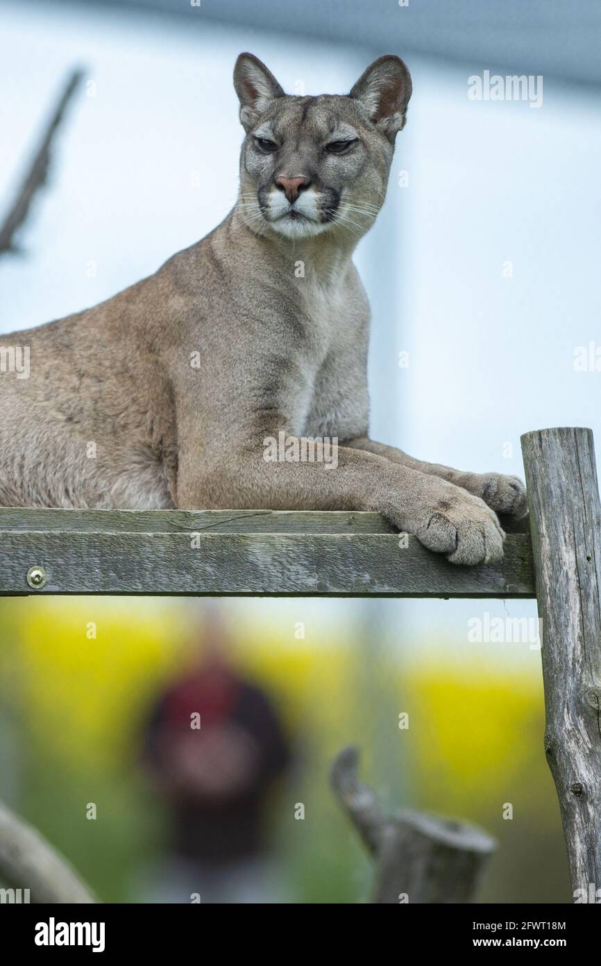 Tabor, Czech Republic. 24th May, 2021. Cougar (Puma concolor) is seen in  the Tabor Zoo, Czech Republic, on May 24, 2021. Credit: Vaclav PancerCTK  PhotoAlamy Live News Stock Photo - Alamy