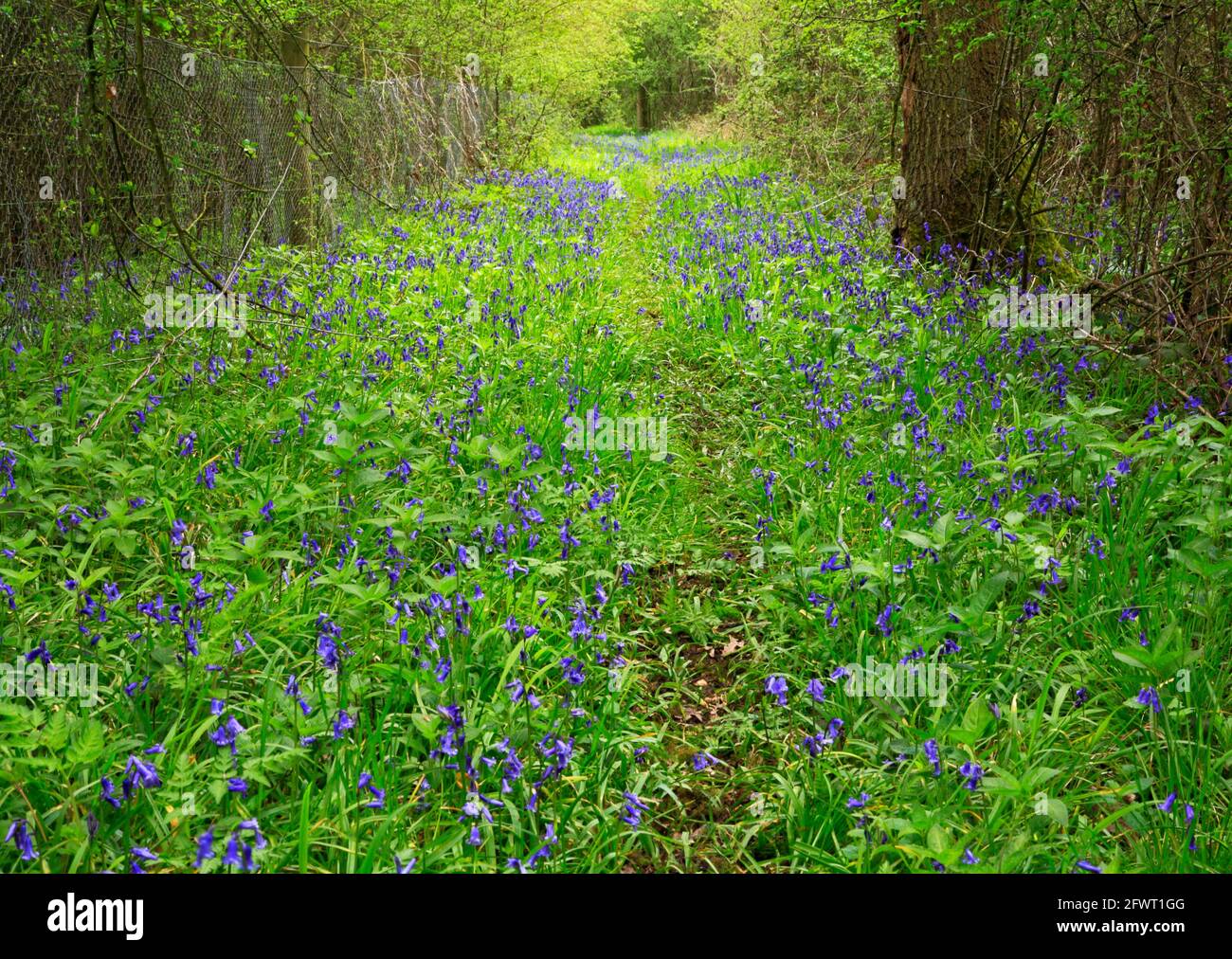 A small path through Bluebells, Hyacinthoides non-scripta, at the edge of the ancient woodland of Foxley Wood at Foxley, Norfolk, England, UK. Stock Photo