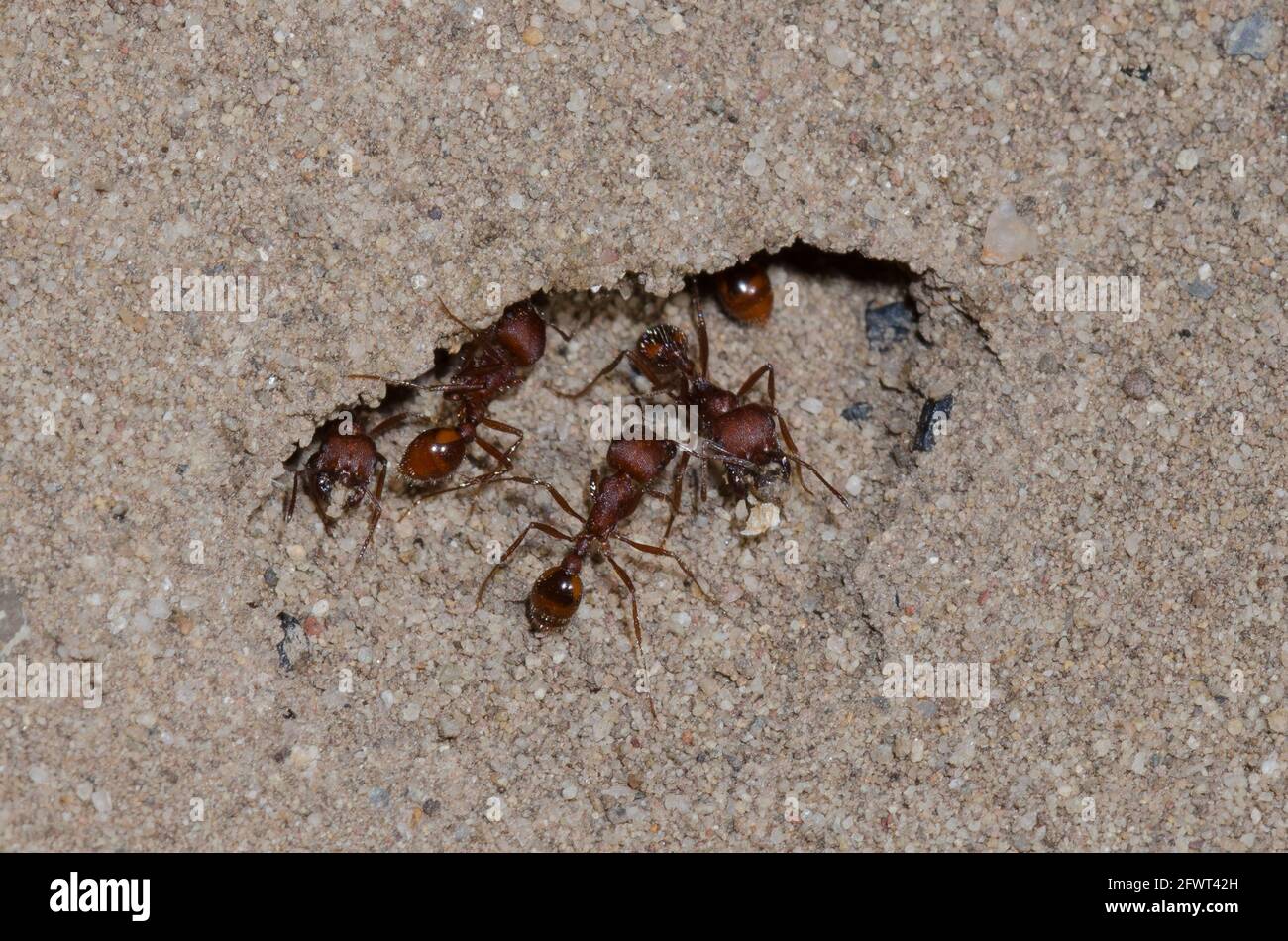Harvester Ants, Pogonomyrmex sp., at nest entrance Stock Photo