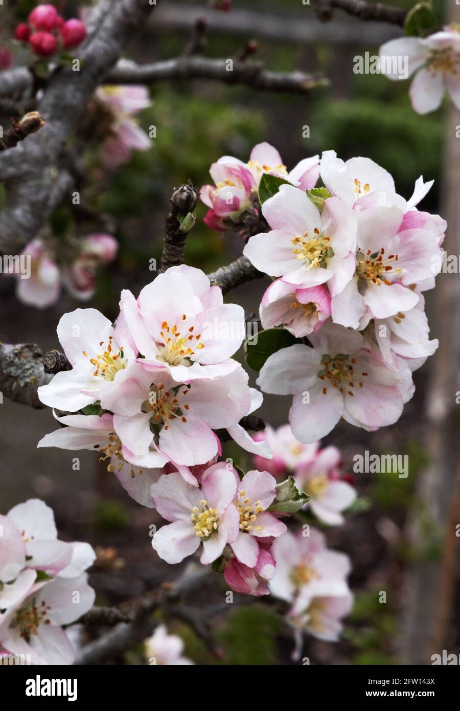 Apple blossom, variety Apple Court Pendu Plat, close up of flowers, flowering in spring, England UK Stock Photo