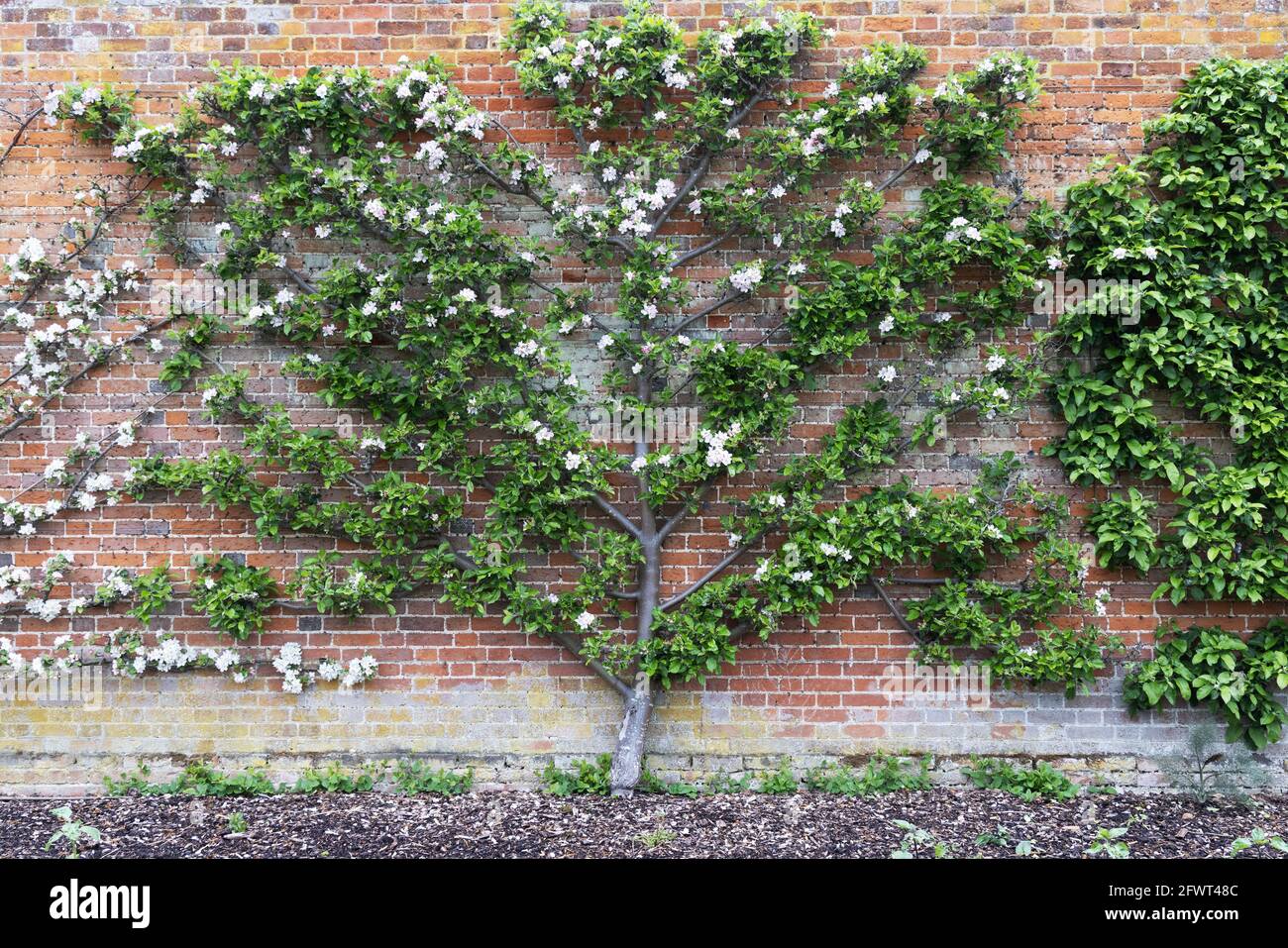 Apple tree fan grown or fanned on wires; Apple Edward VII variety growing against a wall in blossom in spring, Cambridgeshire UK Stock Photo